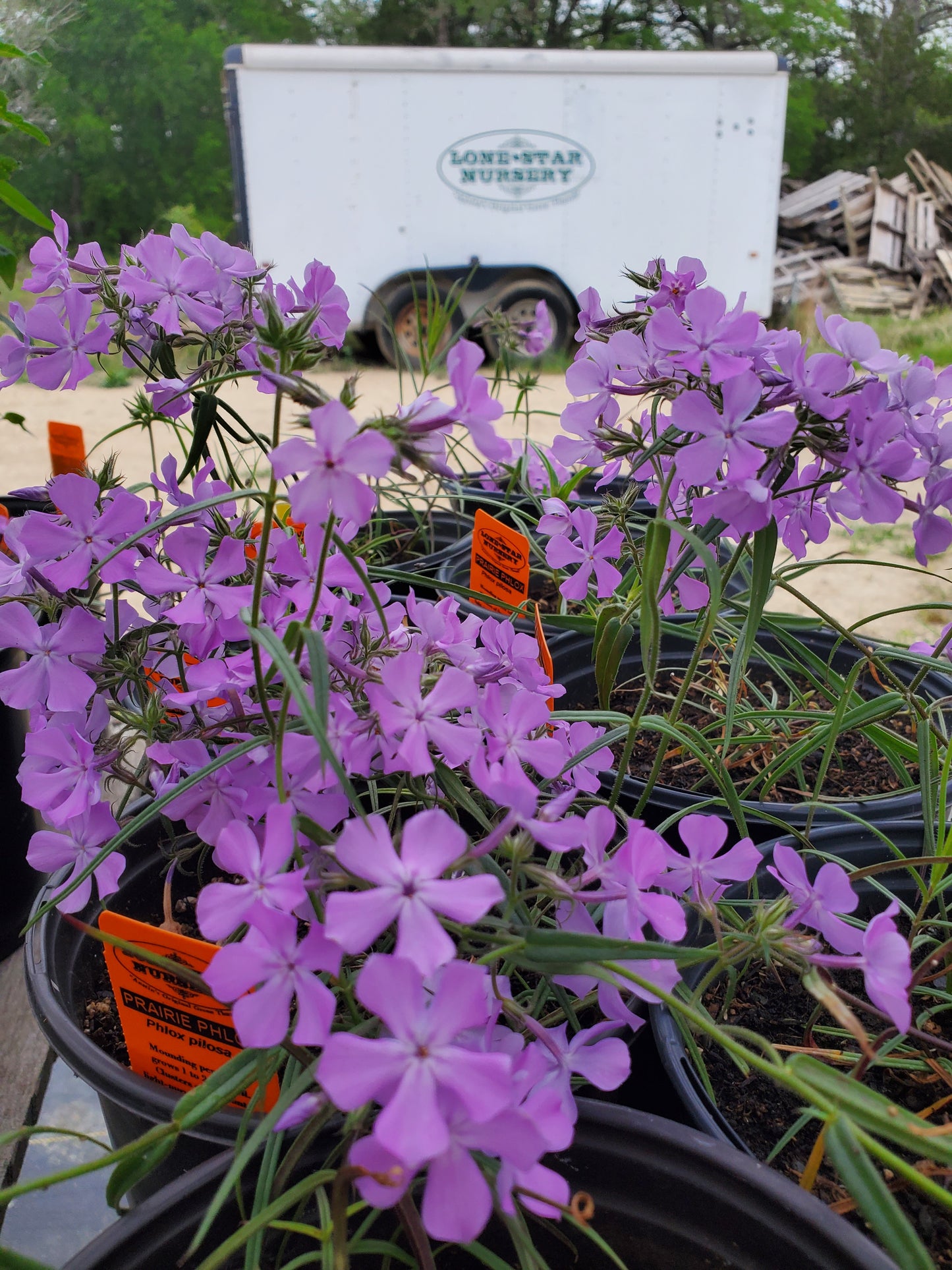 Phlox pilosa --Prairie Phlox--