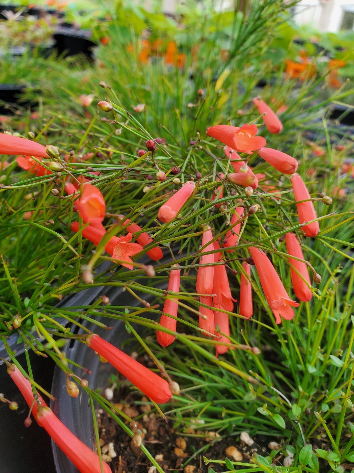 Russelia equisetiformis --Red Firecracker Fern--