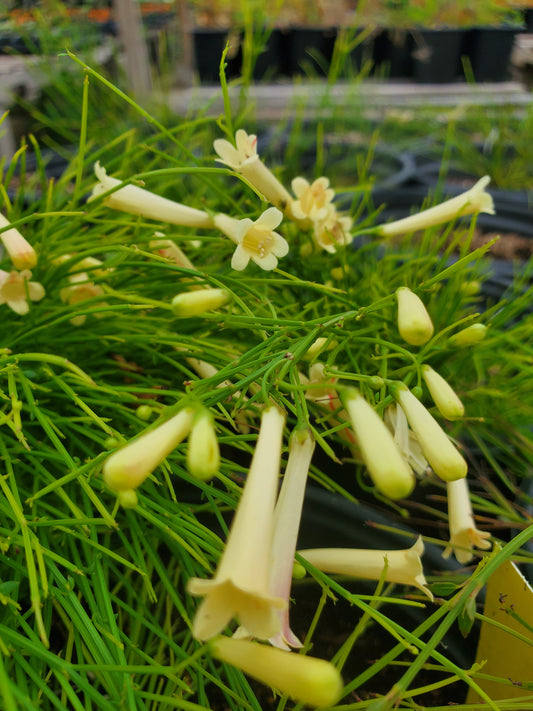 Russelia equisetiformis 'Aureus' --Yellow Firecracker Fern--