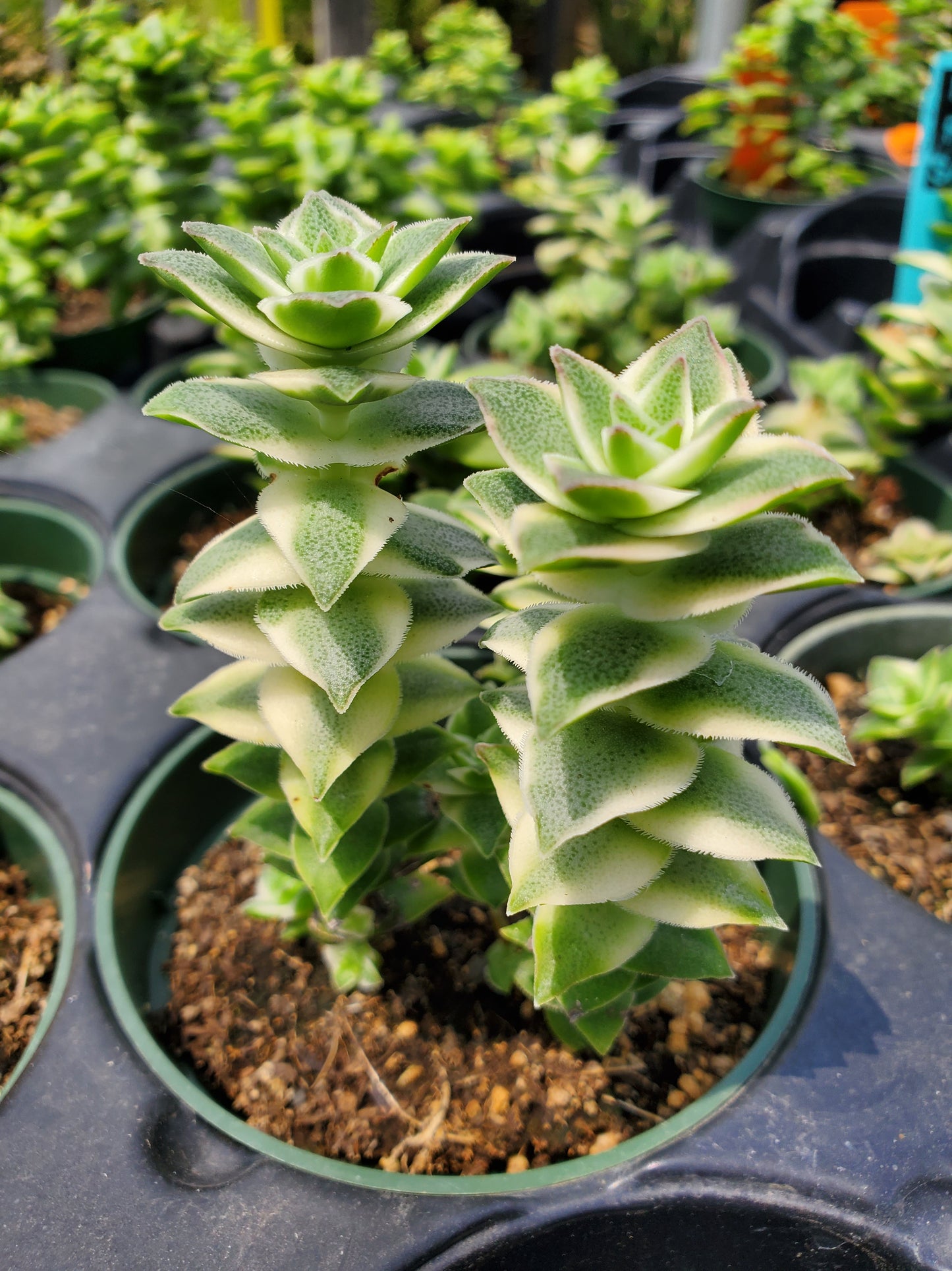 Crassula perforata f. variegata --Variegated String of Buttons Crassula--