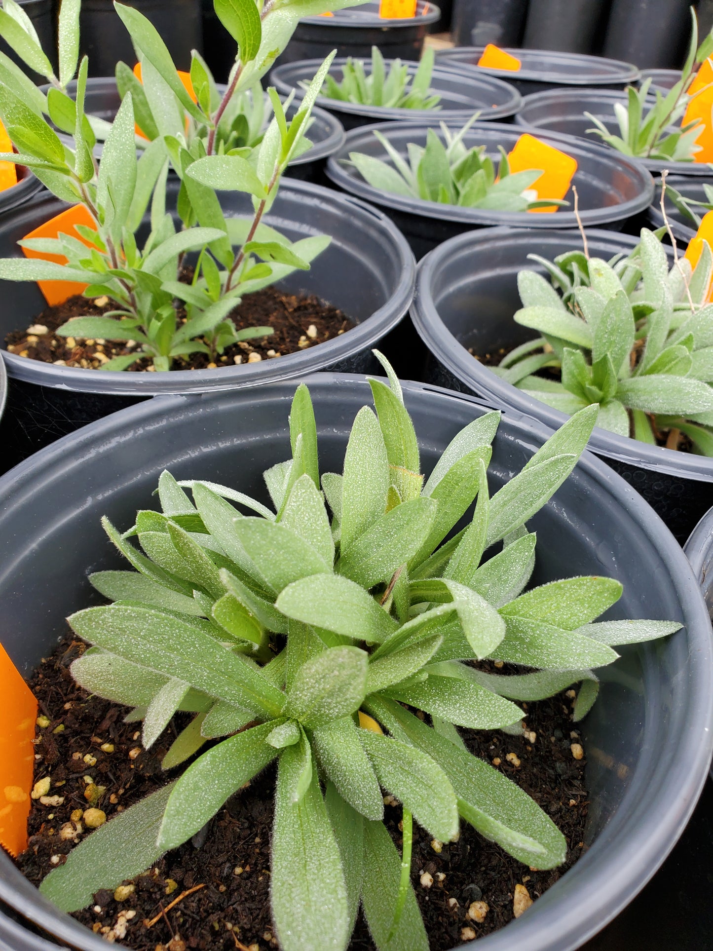 Symphyotrichum sericeum --Silky Aster--