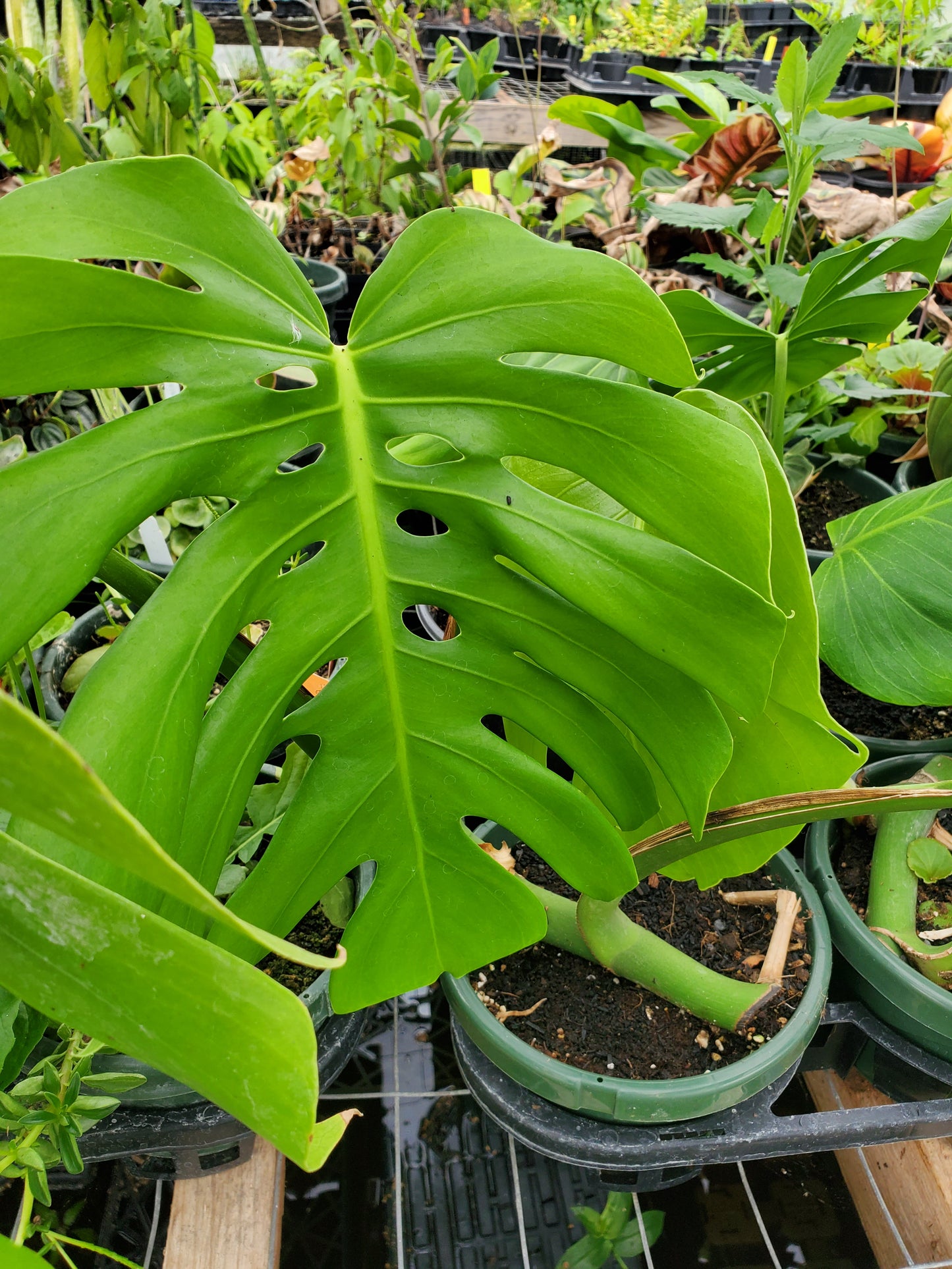 Monstera deliciosa --Swiss Cheese Plant--