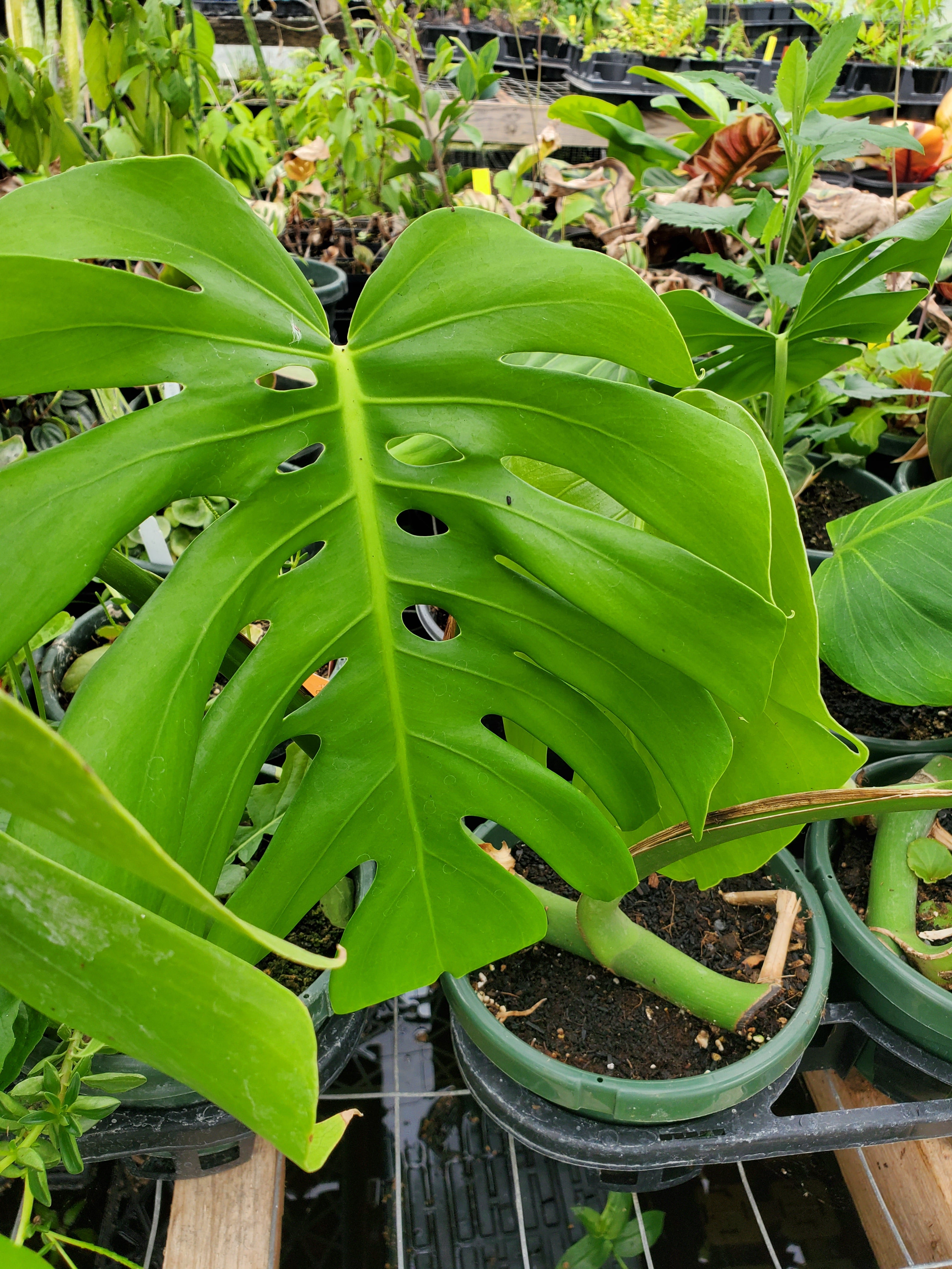 monstera deliciosa double fenestration Monstera deliciosa --Swiss Cheese Plant--
