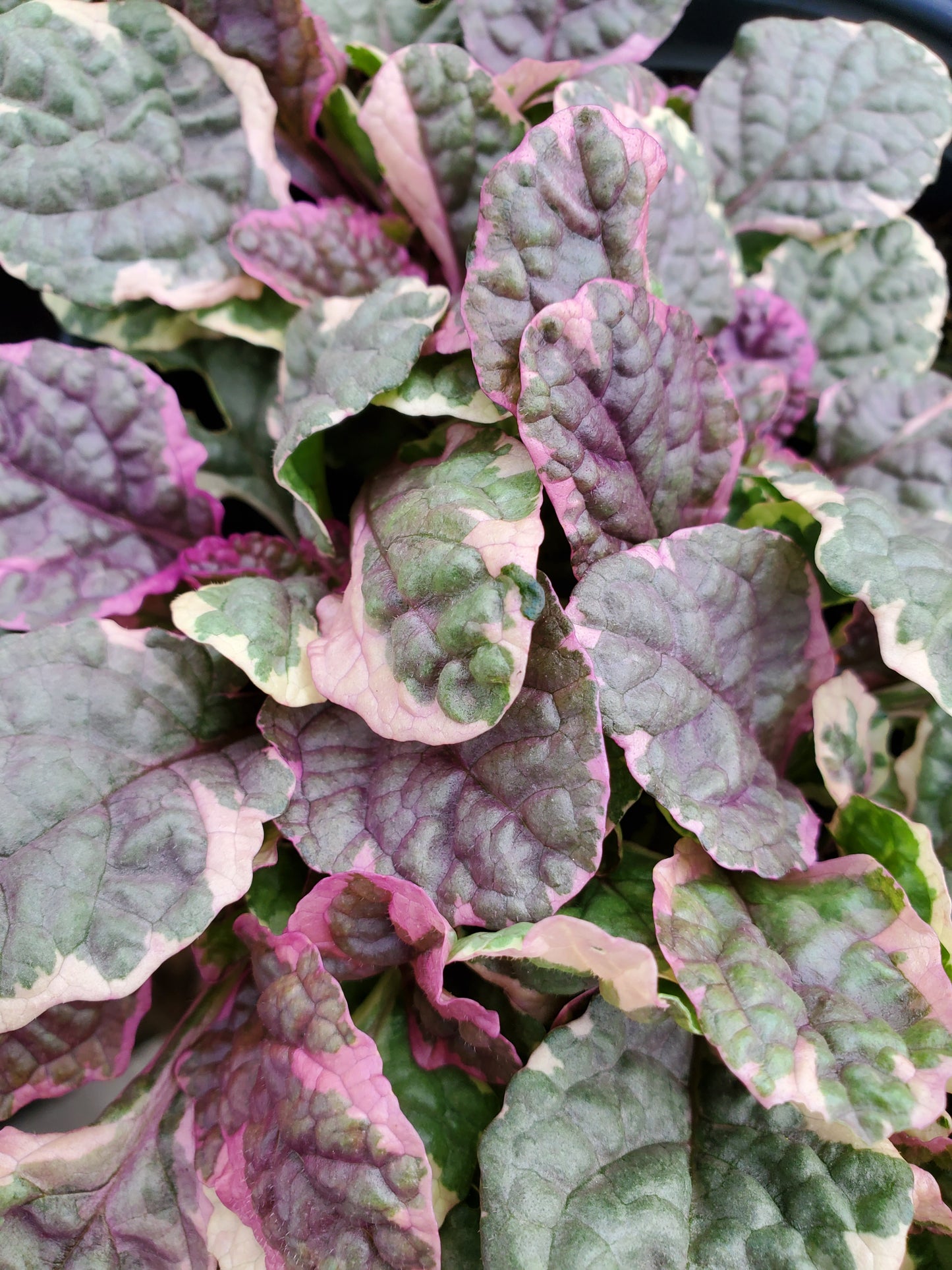 Ajuga Reptans --Burgundy Glow Bugleweed--