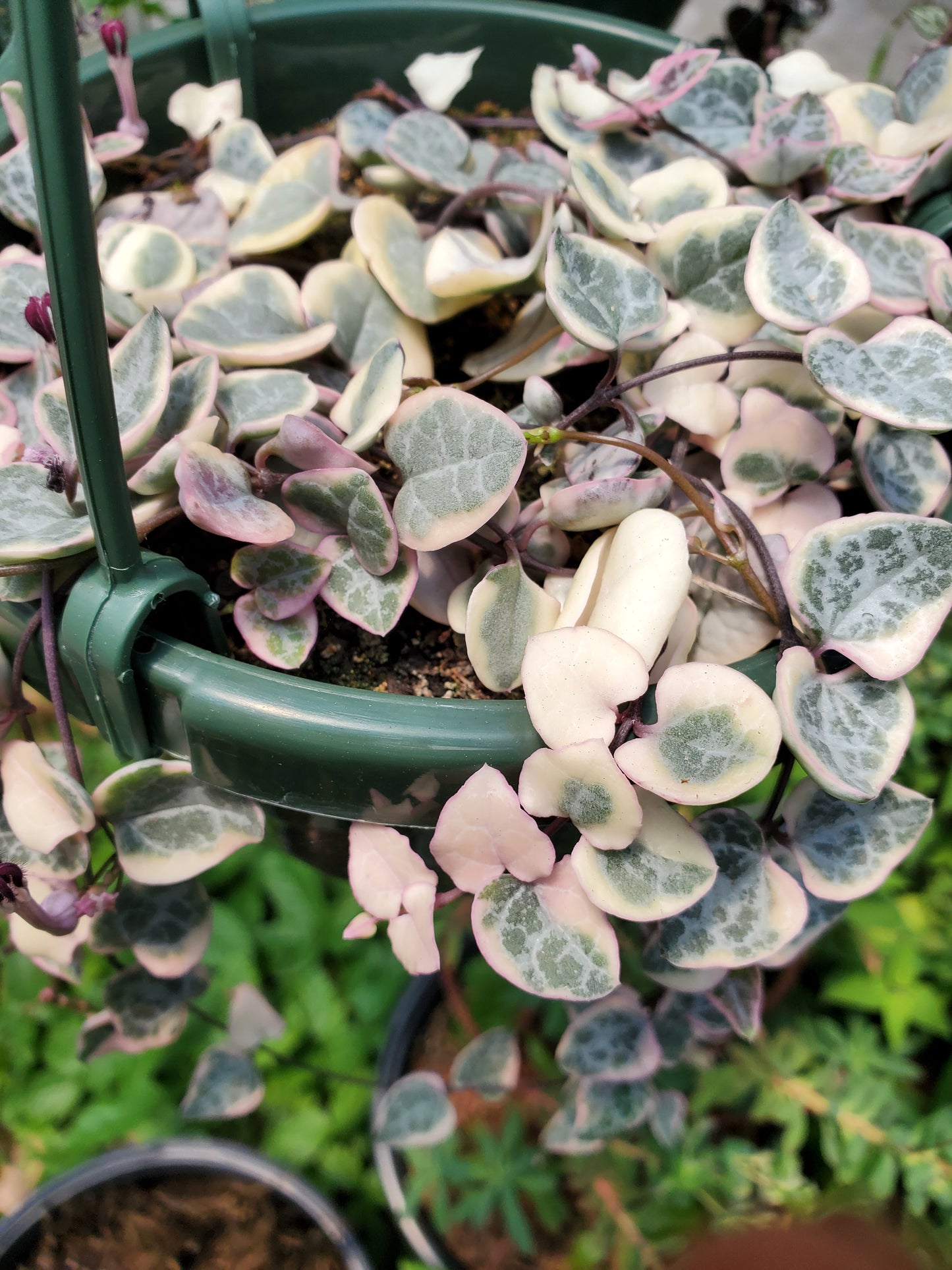 Ceropegia woodii 'Variegata' --Variegated String of Hearts--