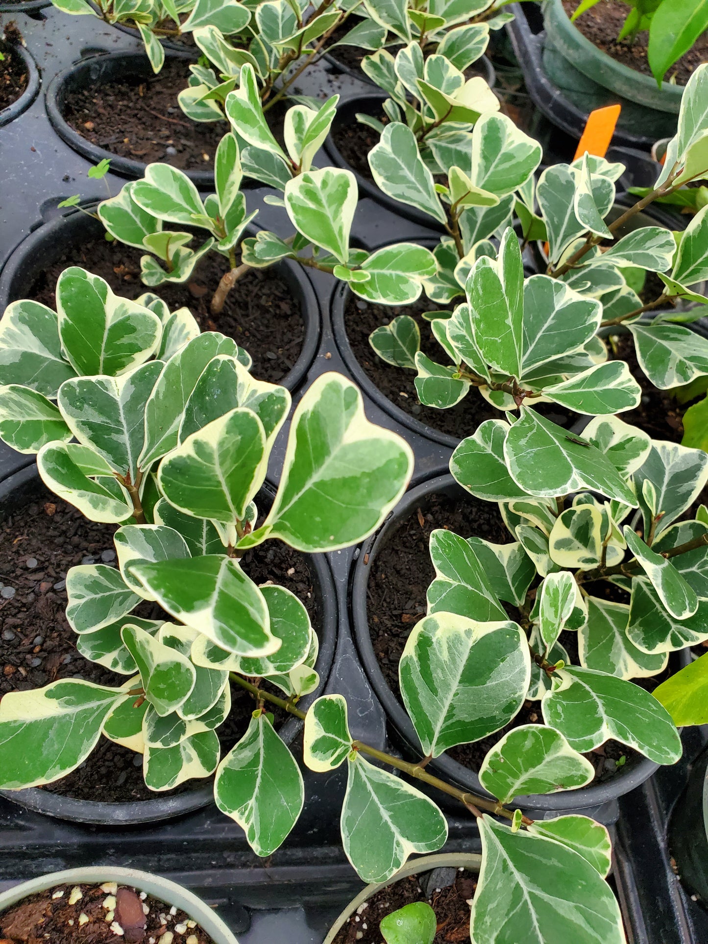 Ficus triangularis --Variegated Triangle Weeping Fig--