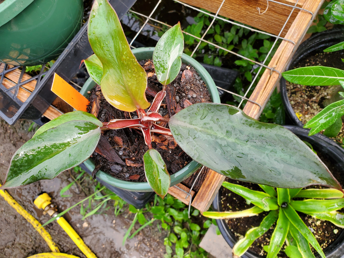Philodendron 'White Knight'