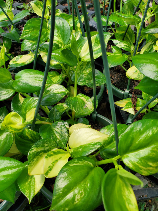 Peperomia acuminata 'Variegata'