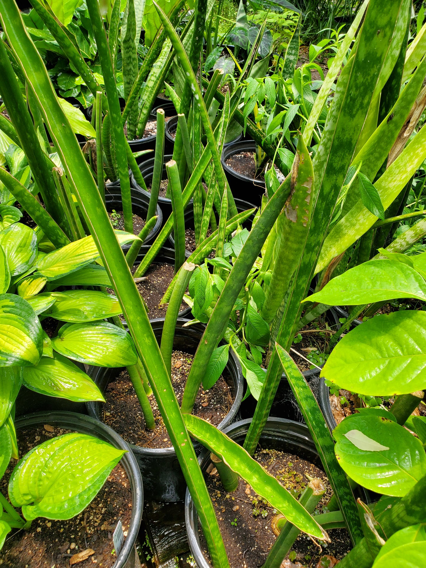 Sansevieria cylindrica --African Spear Snake Plant--