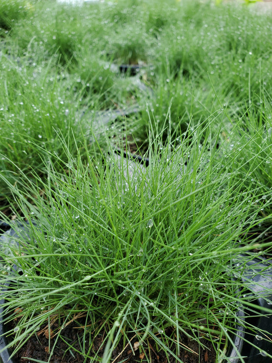 Agrostis stolonifera --Creeping Bentgrass--