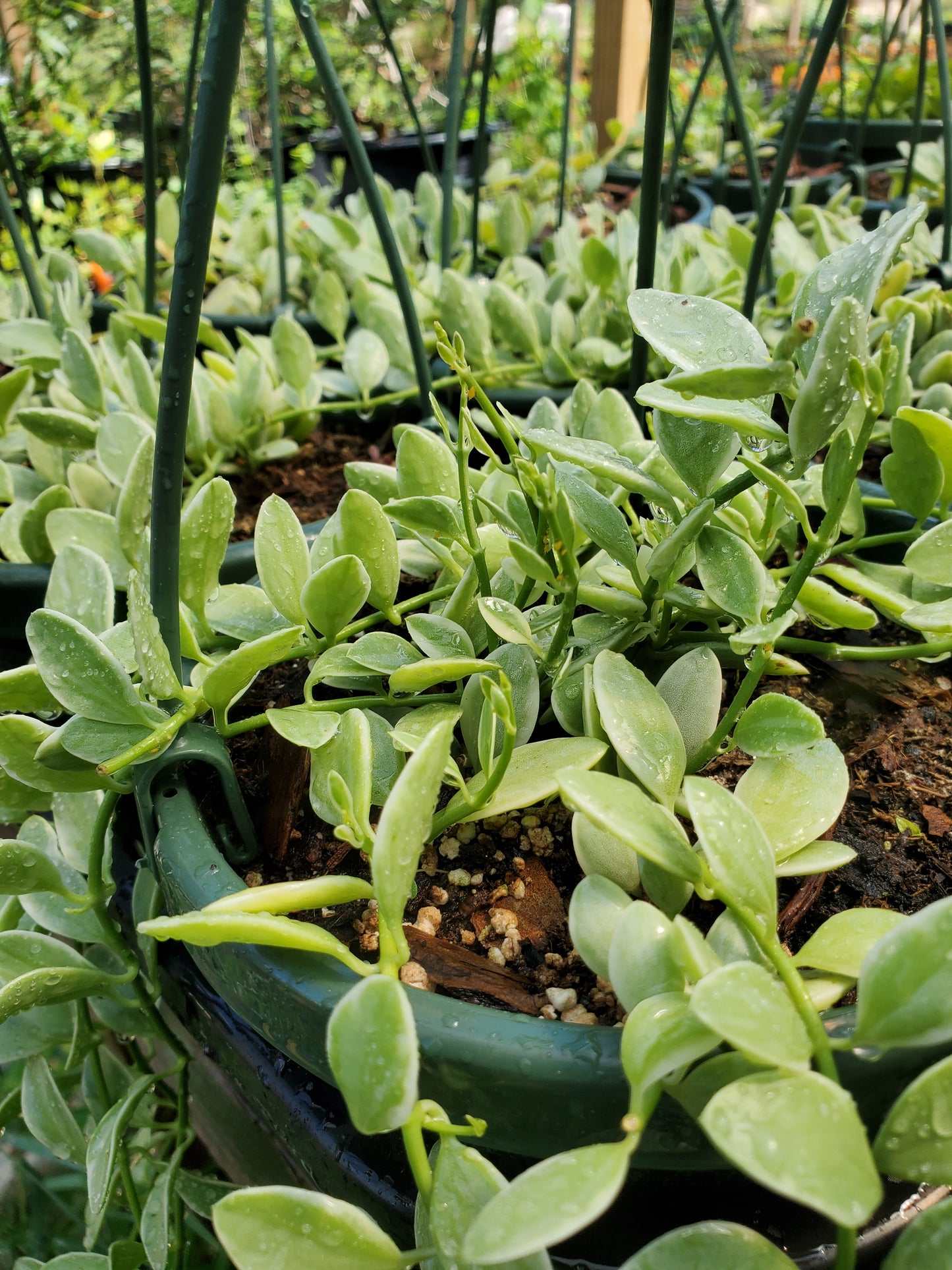 Dischidia oiantha 'Variegata'