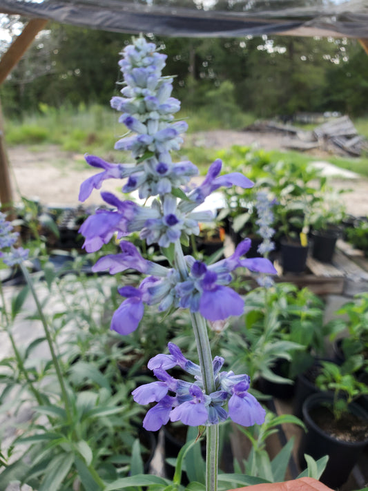 Salvia otahal --Meadow Sage--