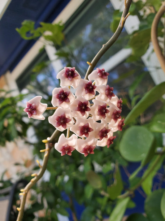 Hoya obovata