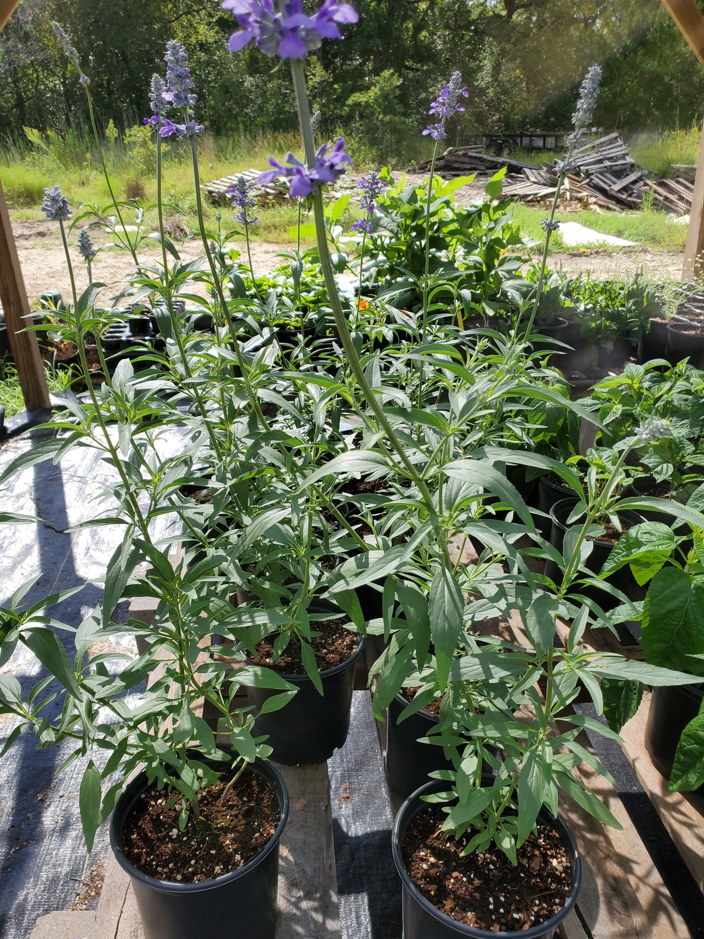 Salvia otahal --Meadow Sage--