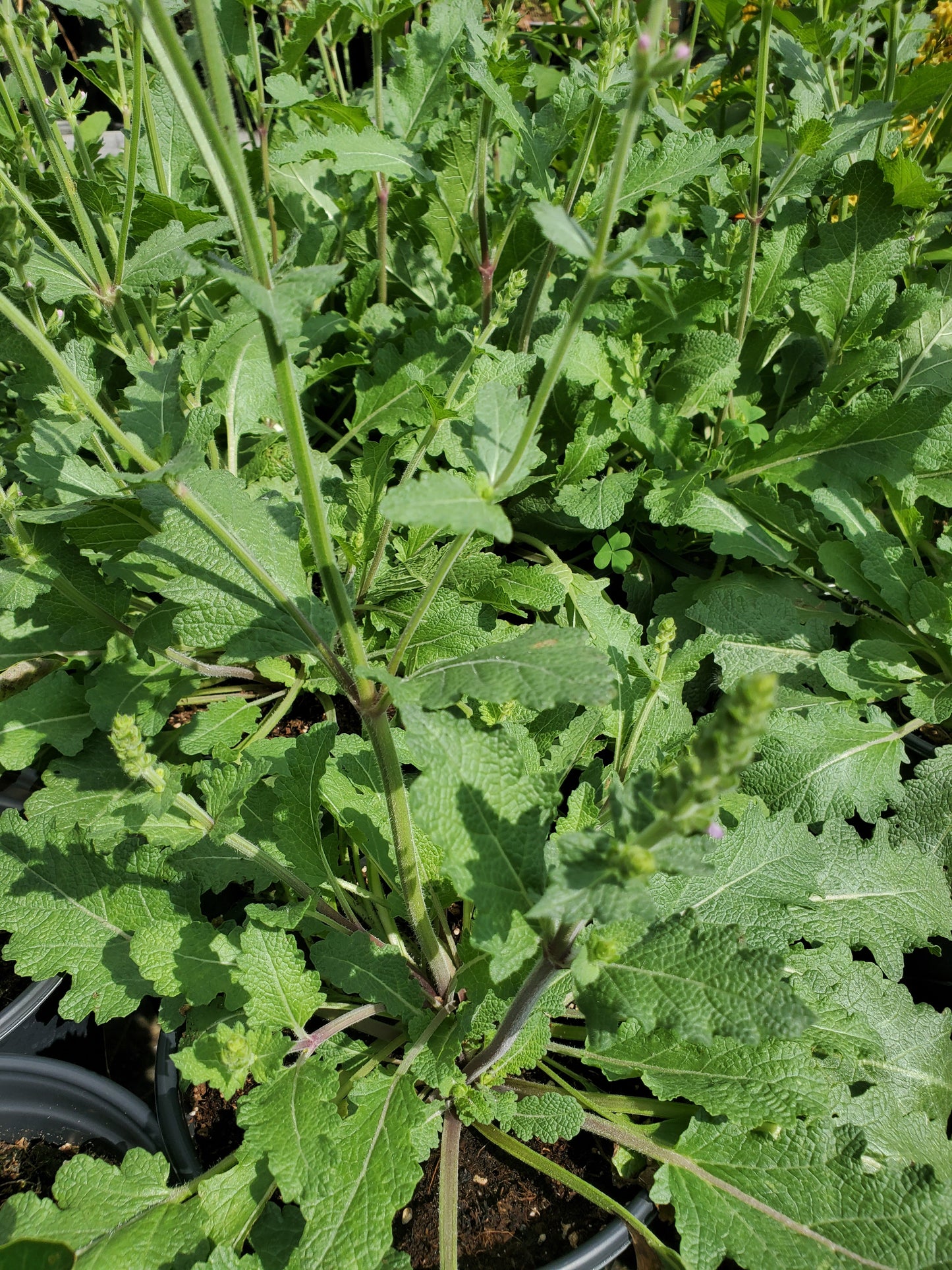 Salvia barrelieri --North African Sage--