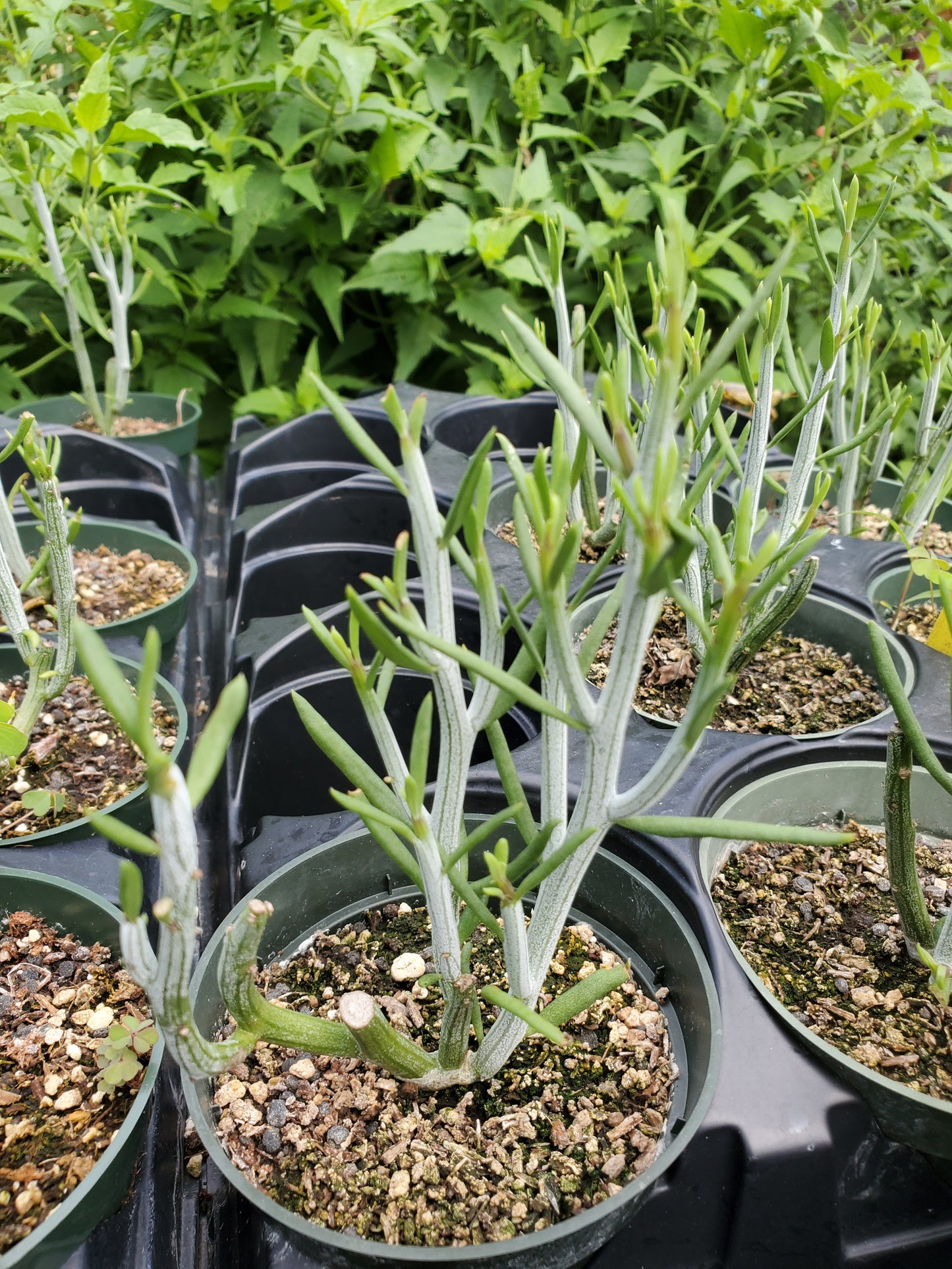 Kleinia hebdingii --Miniature Pickle Plant--