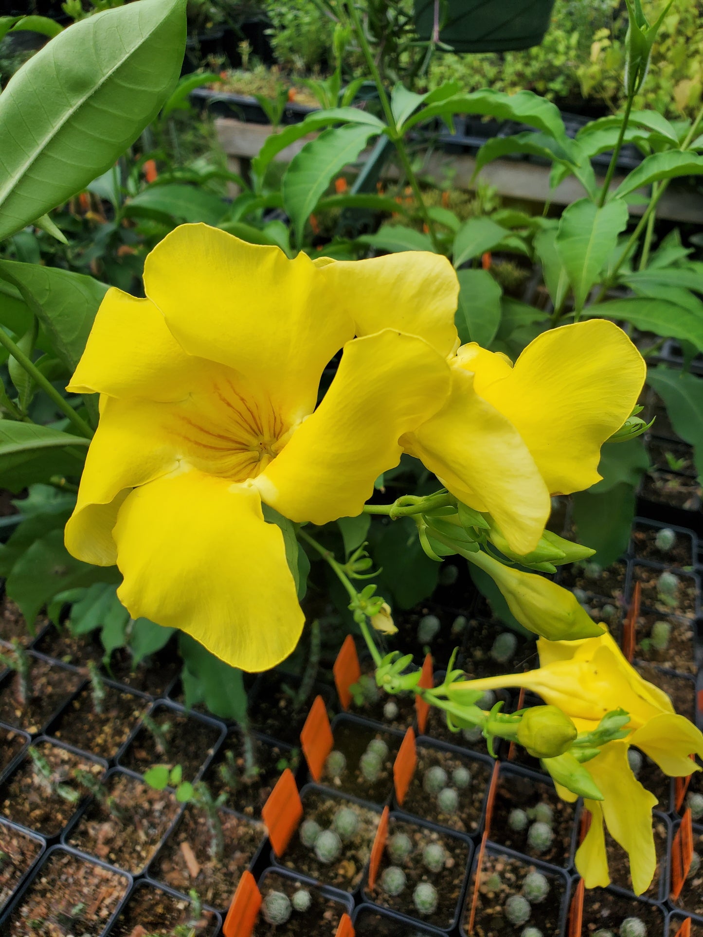 Allamanda cathartica 'Golden Butterfly' --Golden Trumpet--