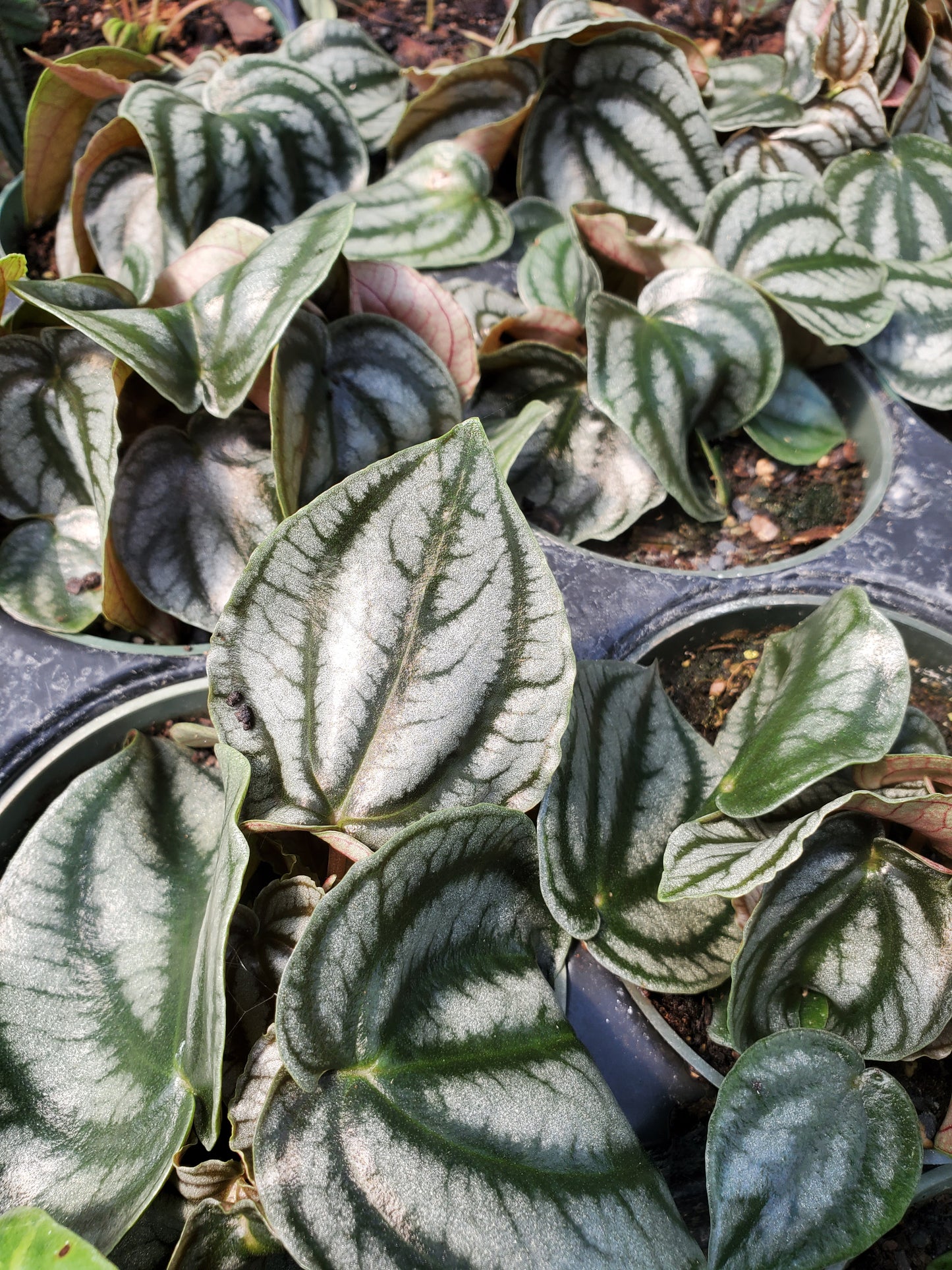 Peperomia buntingii --Blue Watermelon Peperomia--