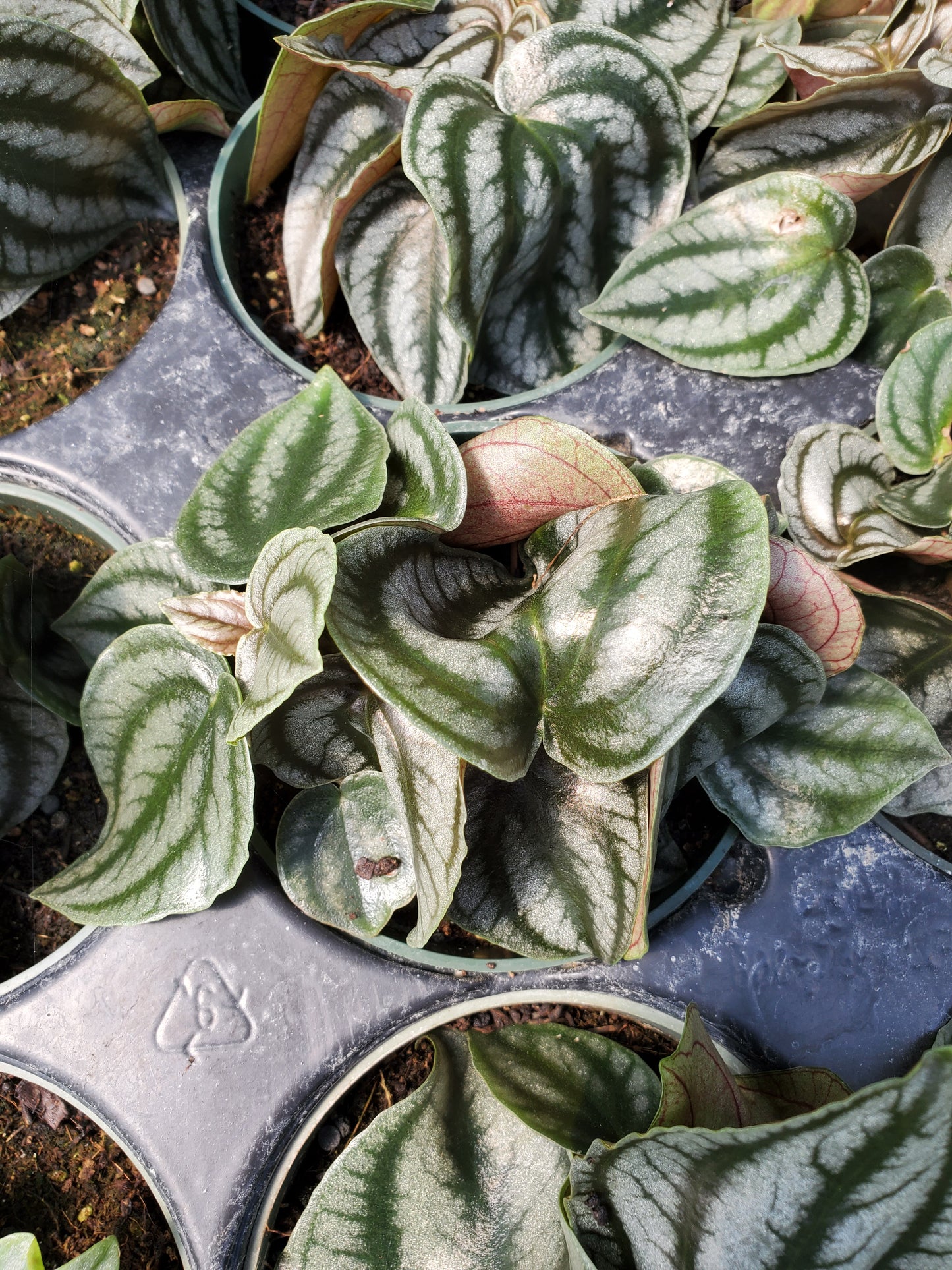 Peperomia buntingii --Blue Watermelon Peperomia--