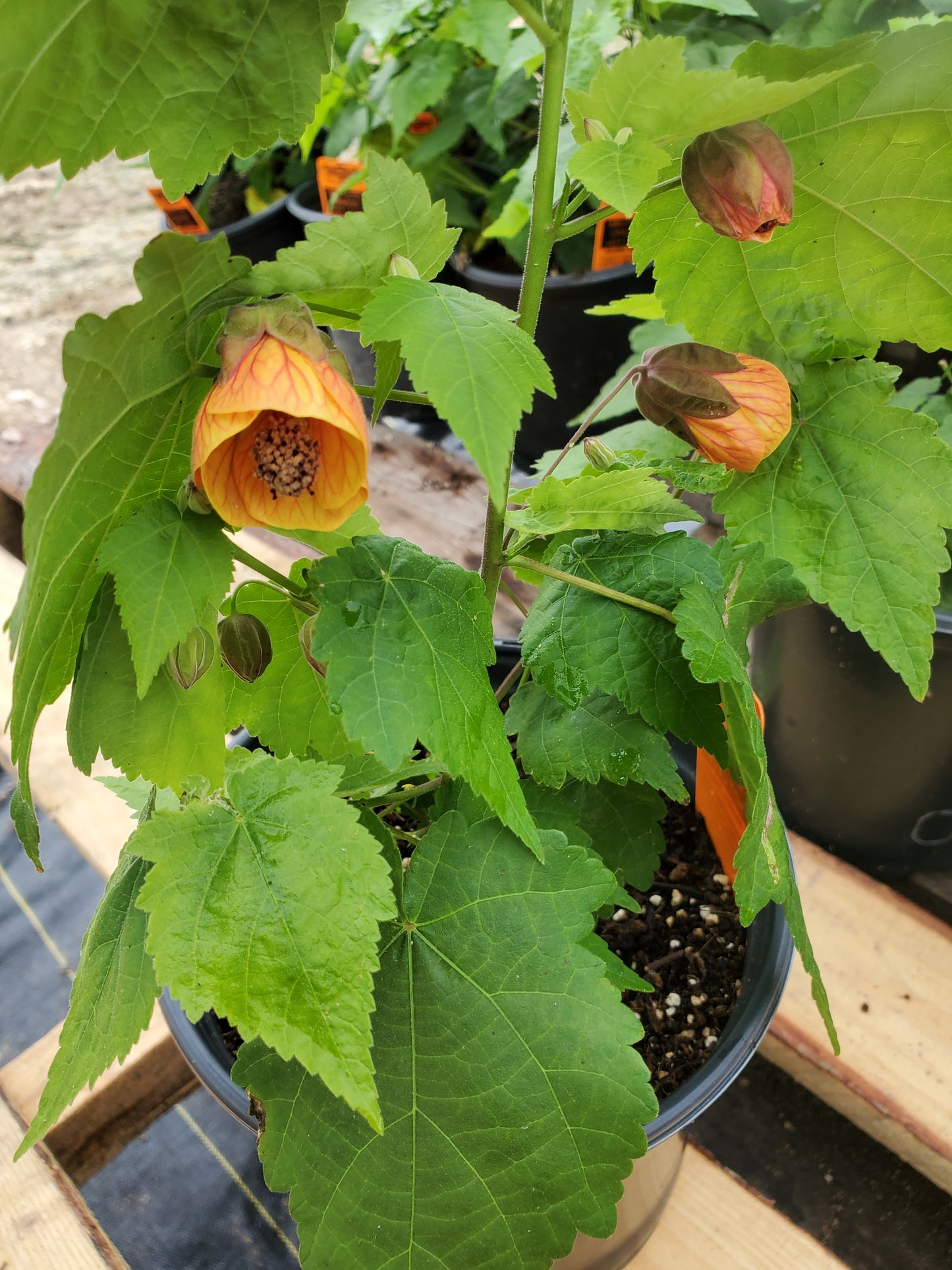Abutilon --Orange Hot Lava Flowering Maple--
