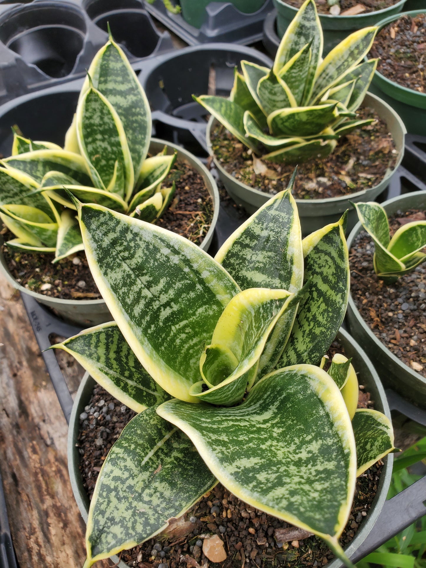 Sansevieria trifasciata --Pagoda Yellow Variegated Snake Plant--