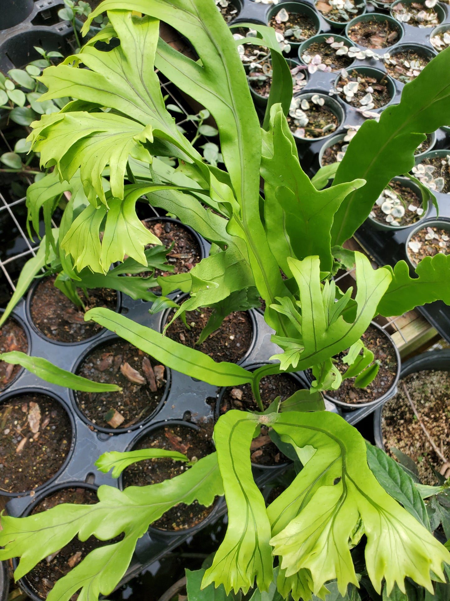 Microsorum punctatum --Crested Dragon Whiskers--