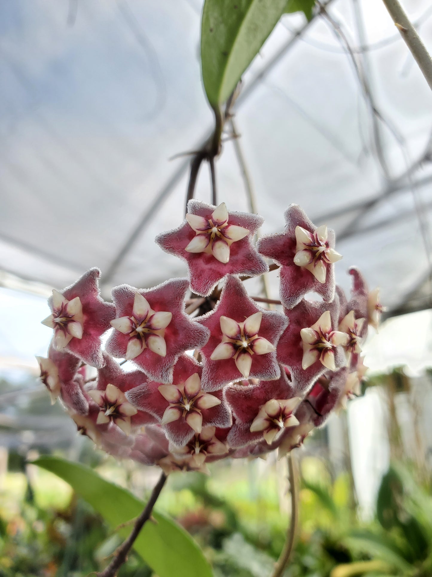Hoya pubicalyx 'Pink Silver'