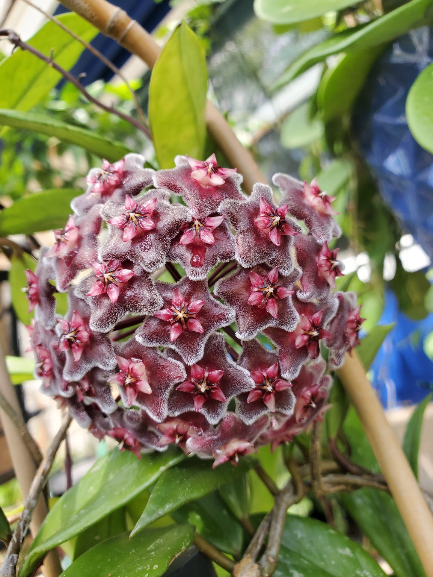 Hoya pubicalyx 'Royal Hawaiian Purple'