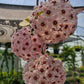 Hoya carnosa --Wax Plant--