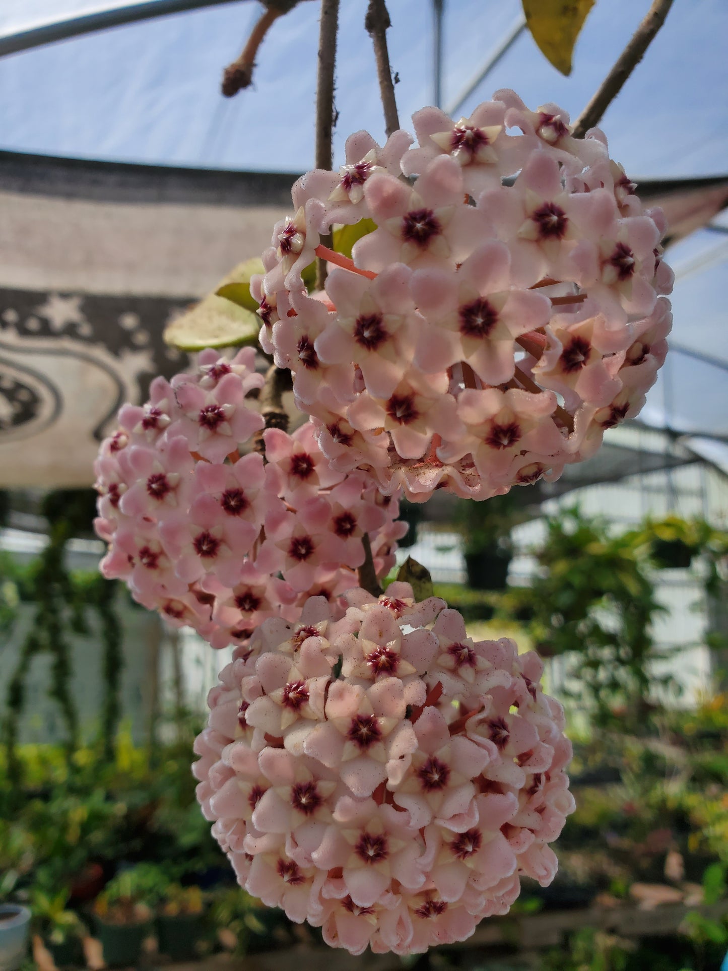 Hoya carnosa --Wax Plant--