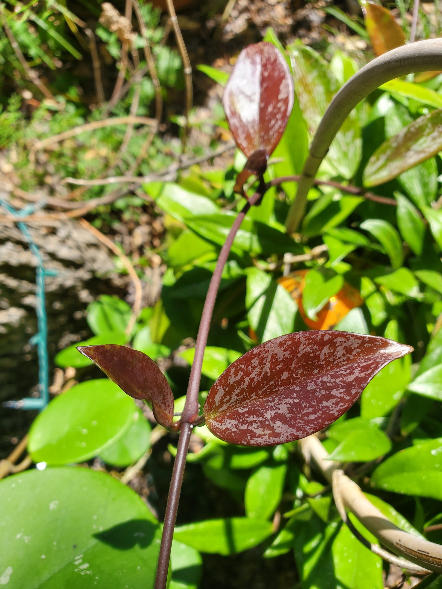 Hoya pubicalyx 'Royal Hawaiian Purple'
