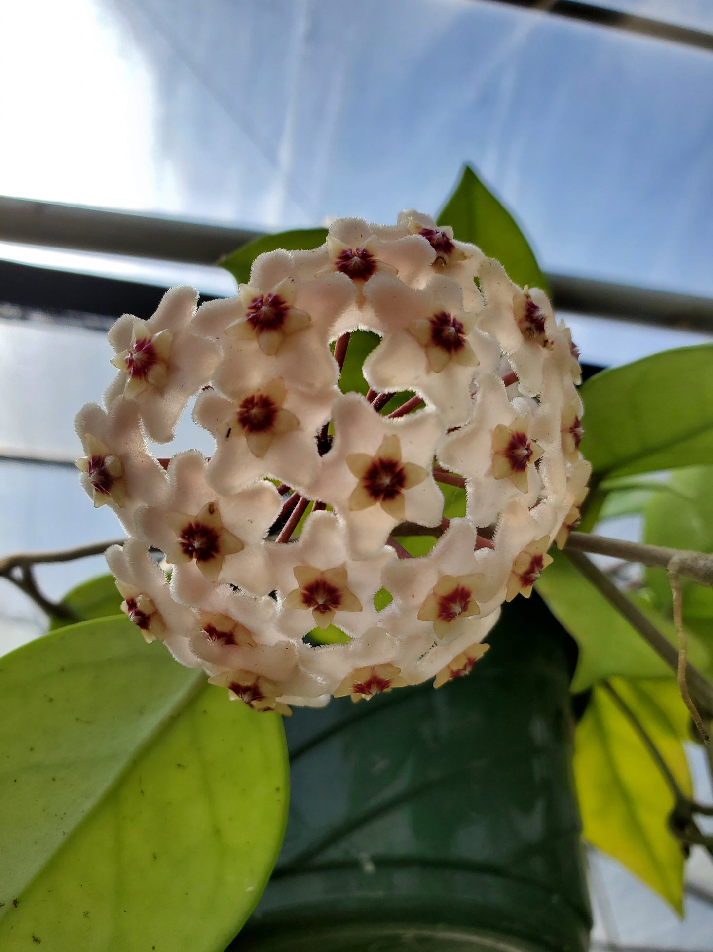Hoya motoskei