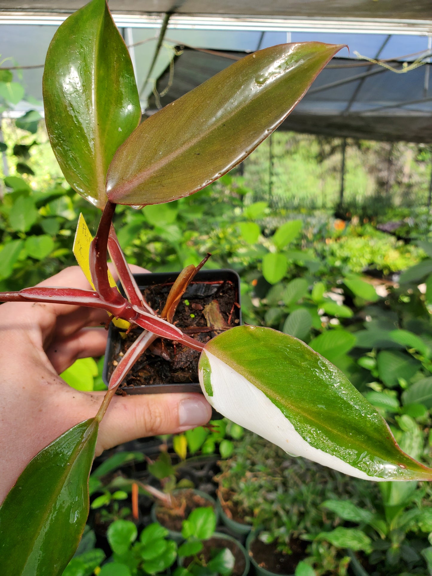 Philodendron 'White Knight'