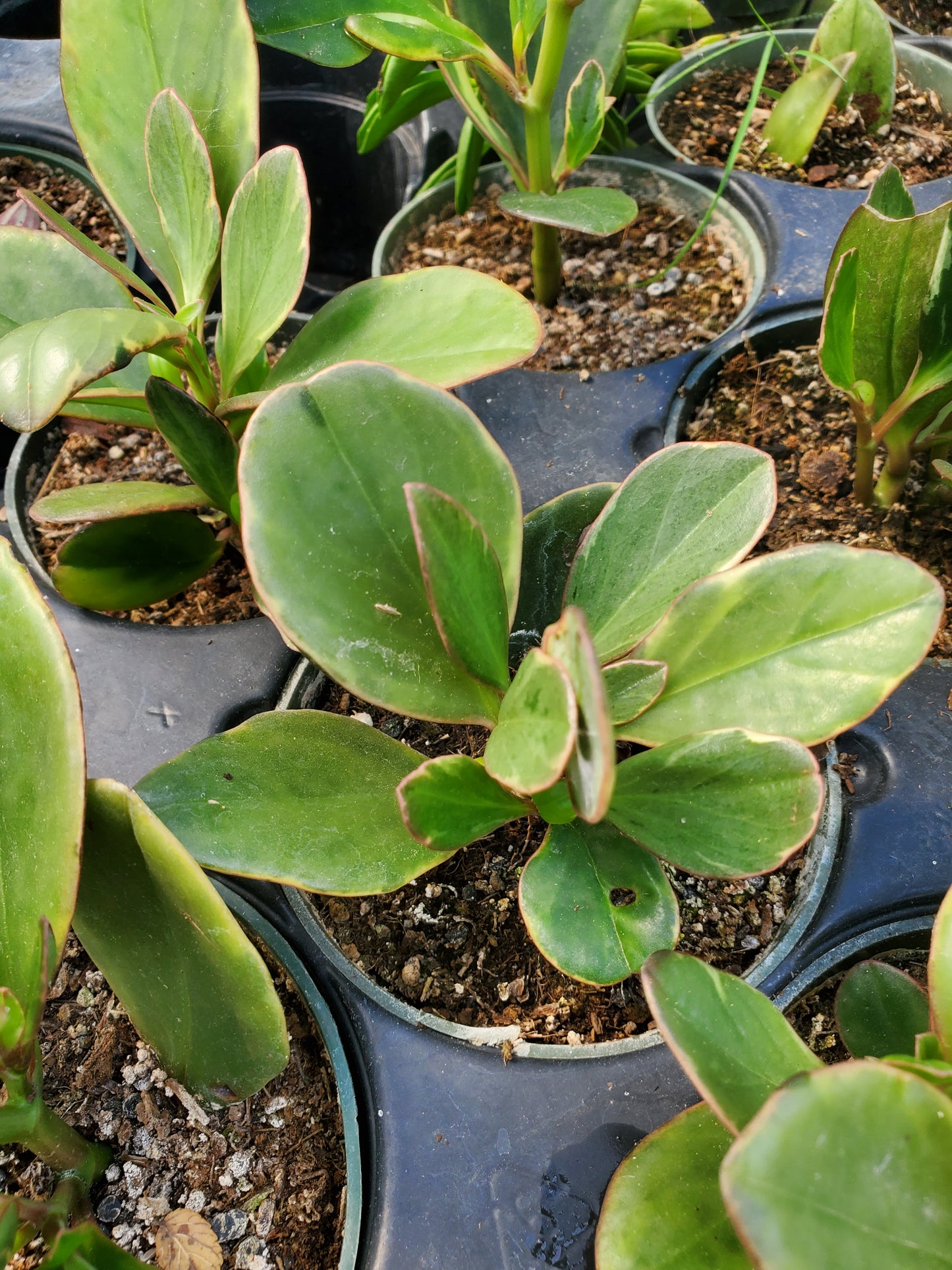 Peperomia clusiifolia 'Variegata' --Red Edge Peperomia--