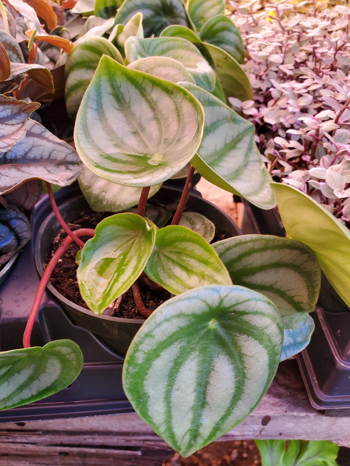 Peperomia argyreia --Watermelon Peperomia--