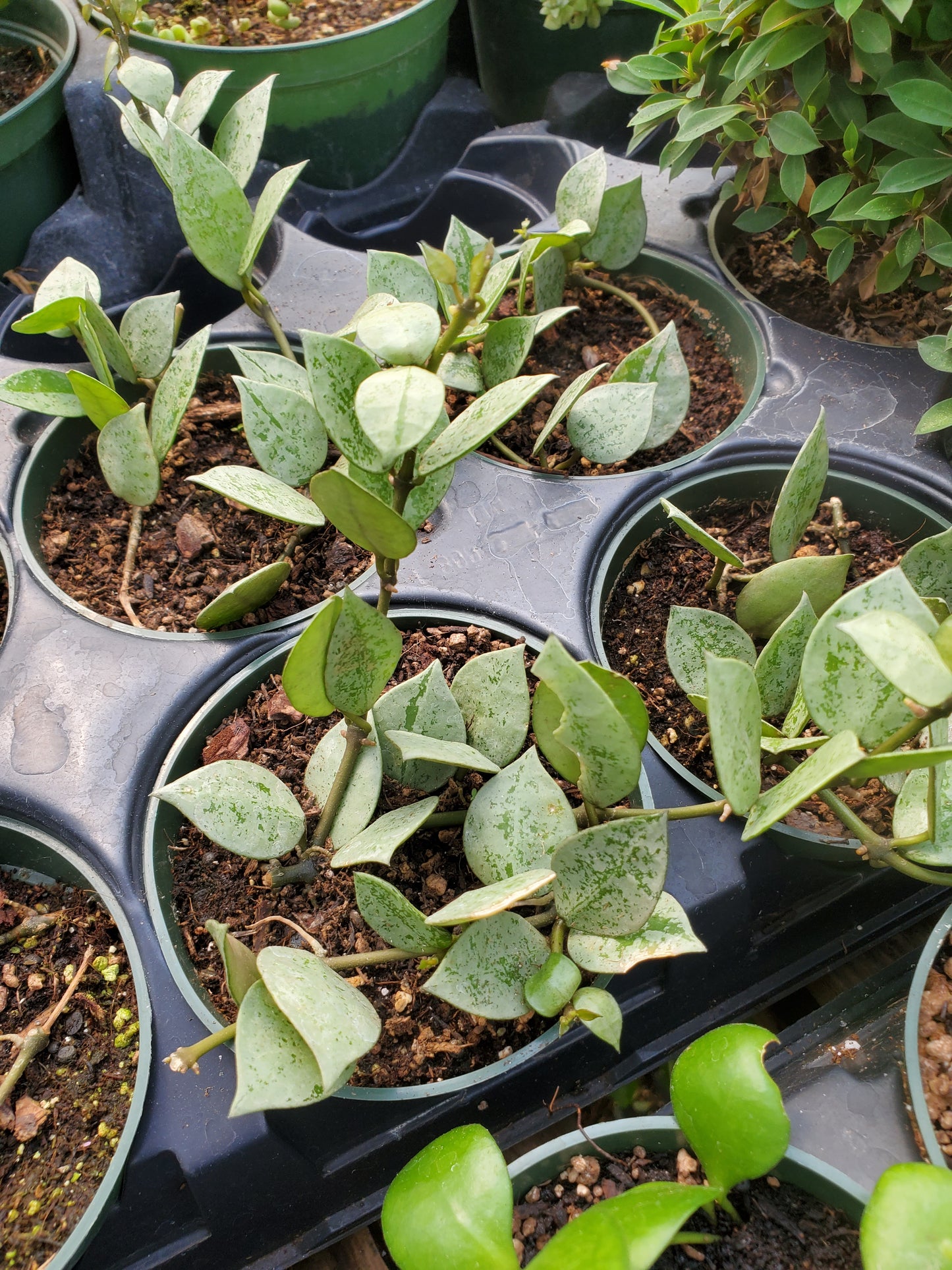 Hoya krohniana 'Super Eskimo'