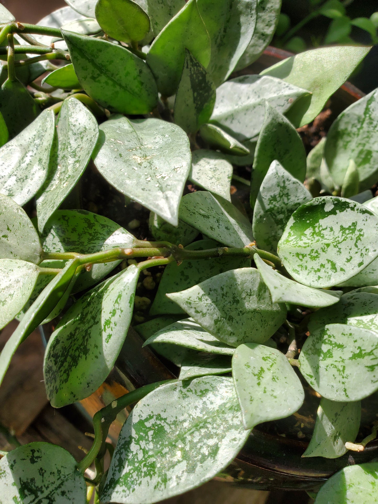 Hoya krohniana 'Super Eskimo'