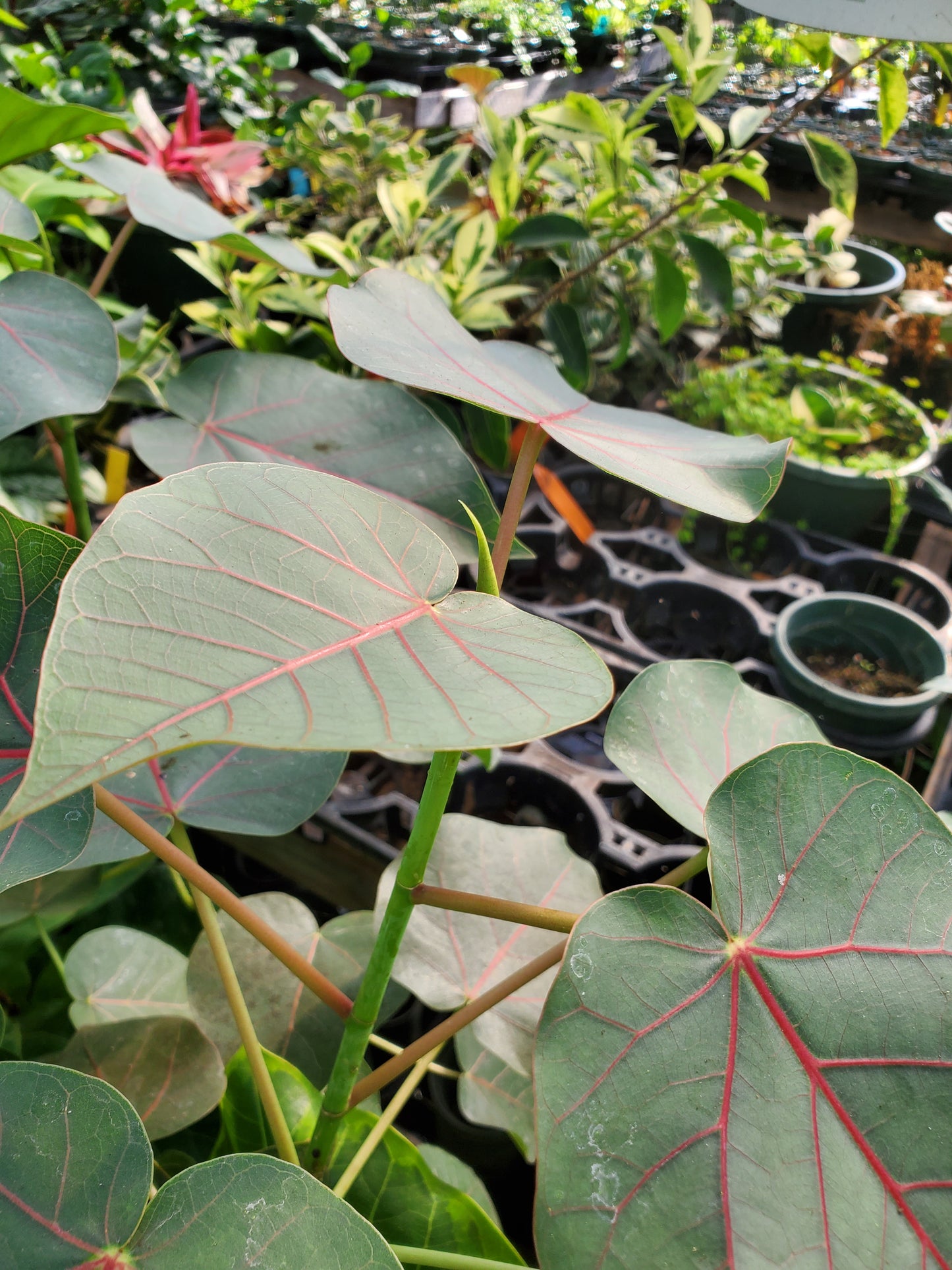 Ficus petiolaris --Rock Fig--