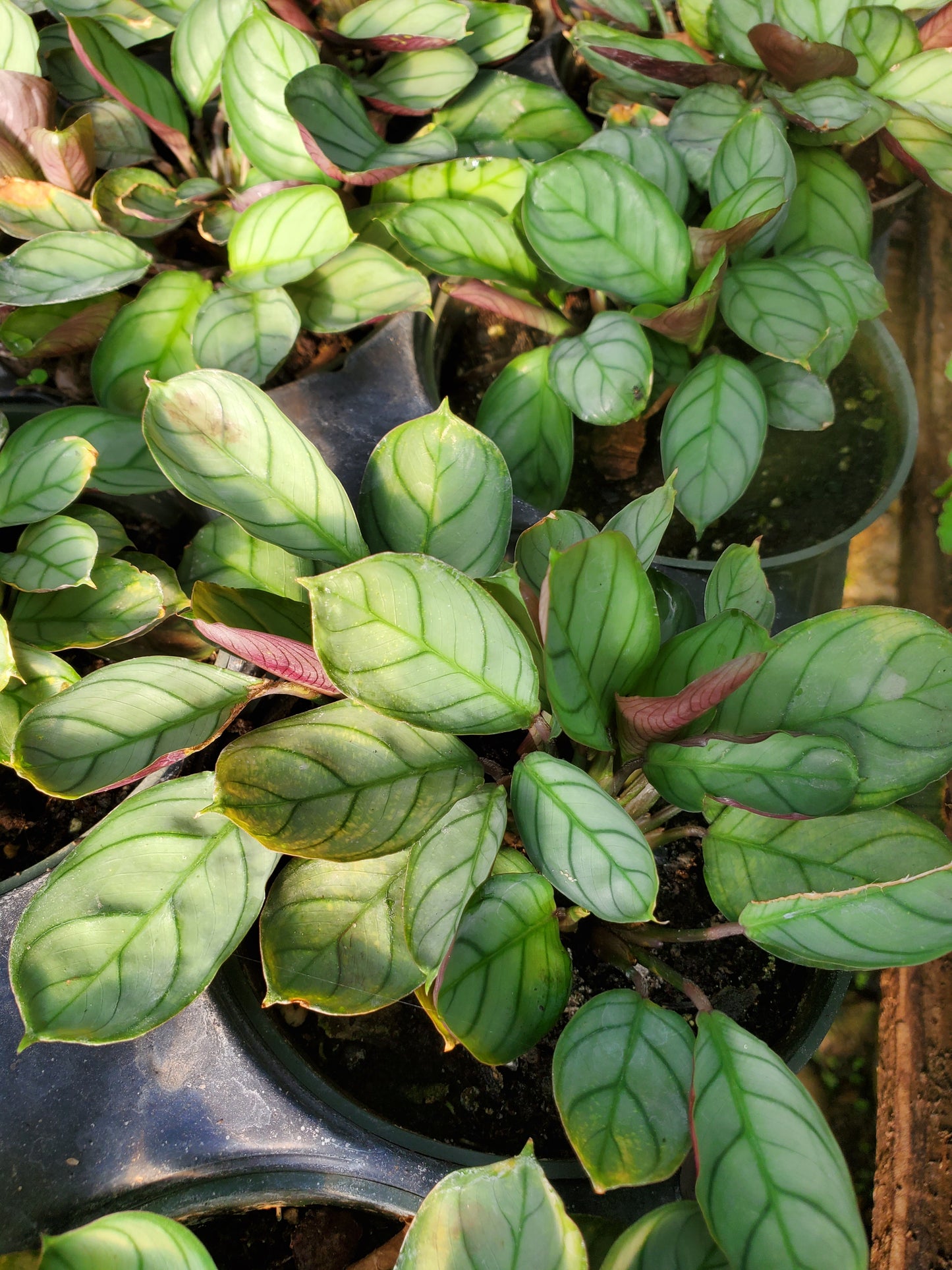 Ctenanthe burle marxii 'Amagris' --Never-Never Plant--