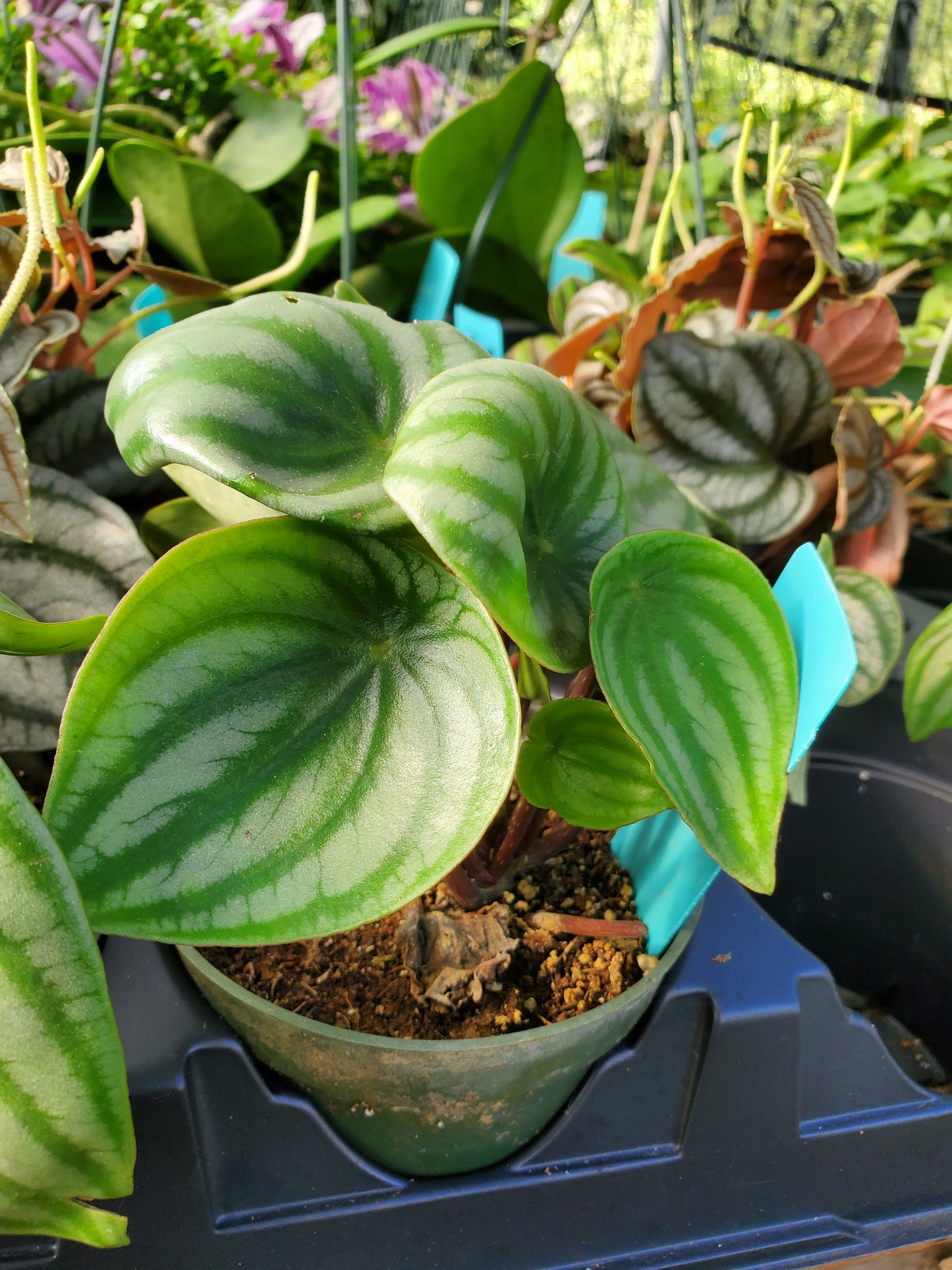 Peperomia argyreia --Watermelon Peperomia--