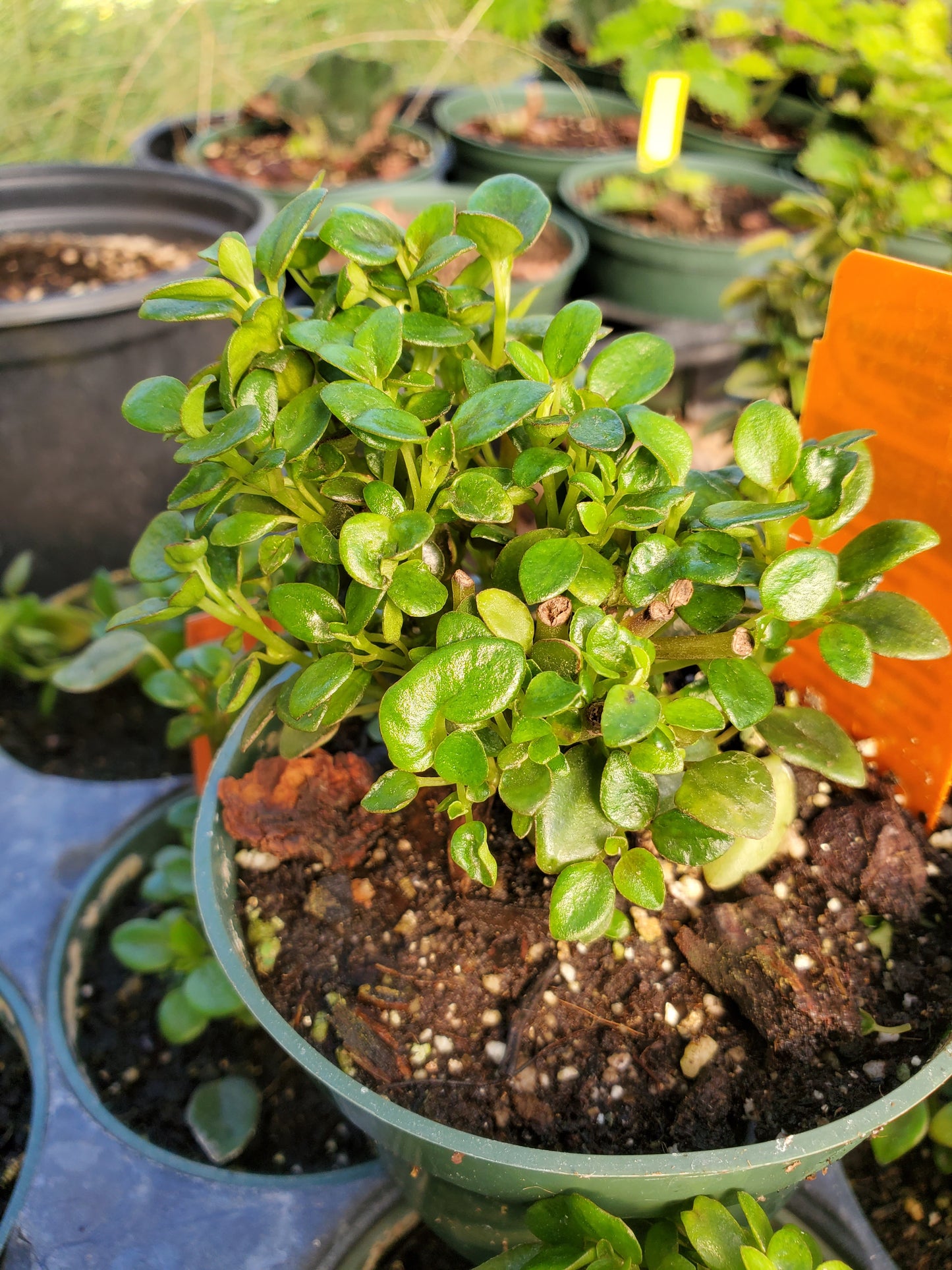 Peperomia kuanca banba Sp. Peru