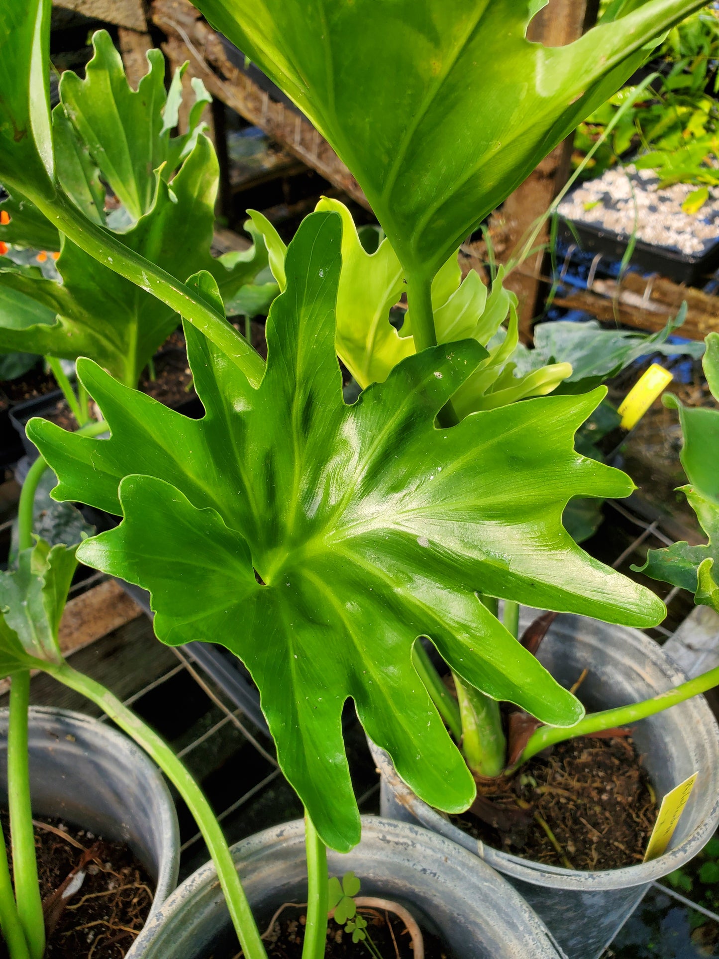 Philodendron 'Lickety Split'