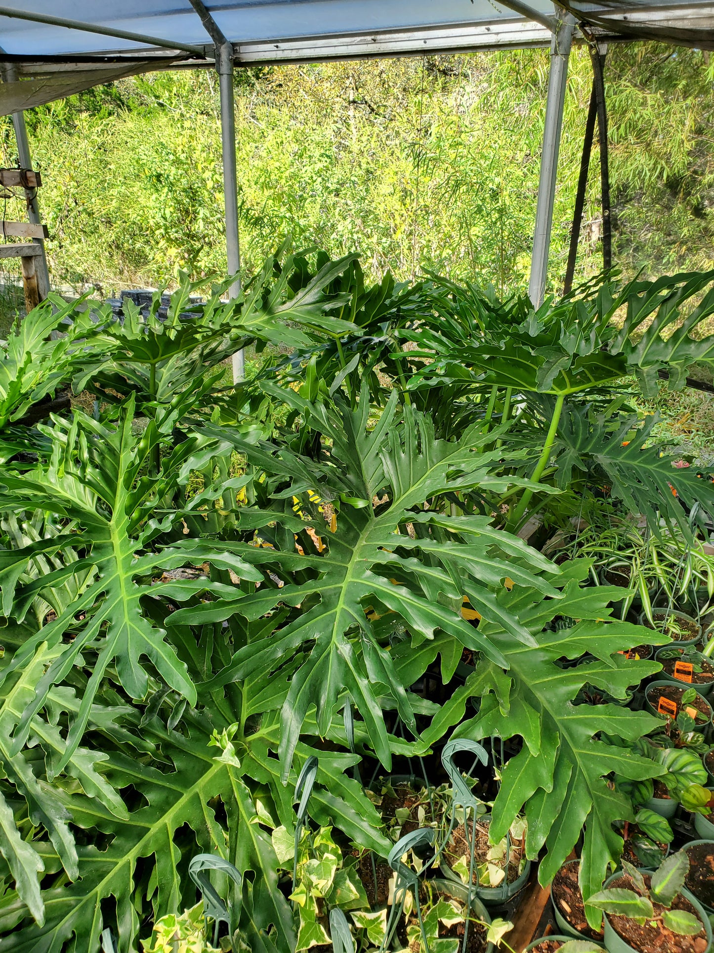 Philodendron selloum --Split-Leaf Selloum Philodendron--