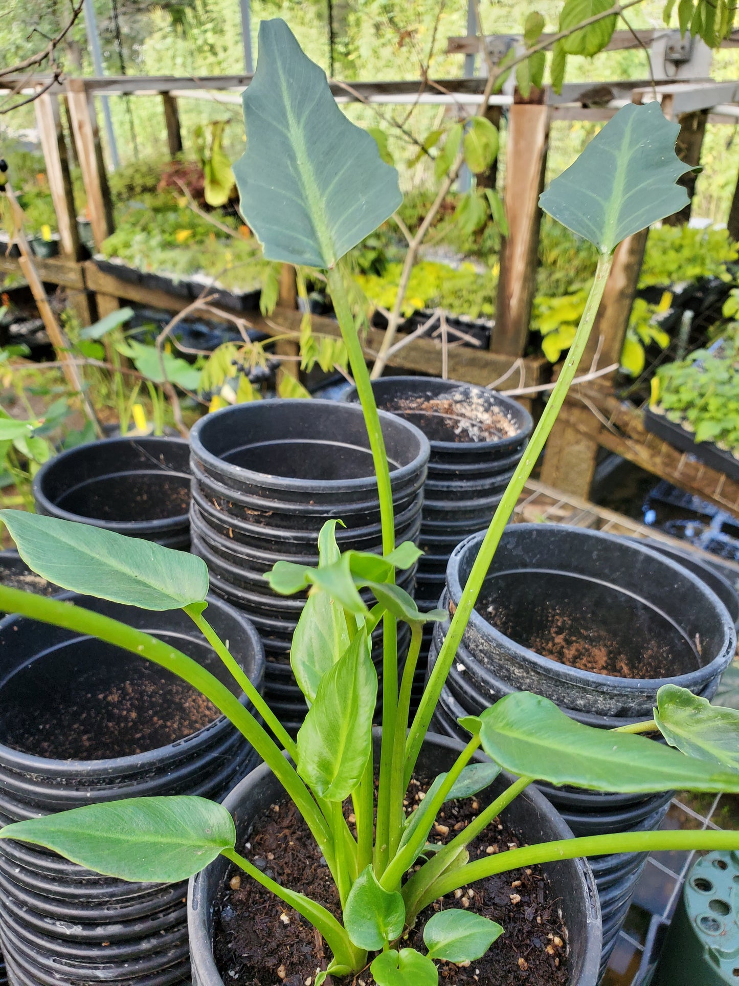 Thaumatophyllum xanadu --Winterbourn Philodendron--