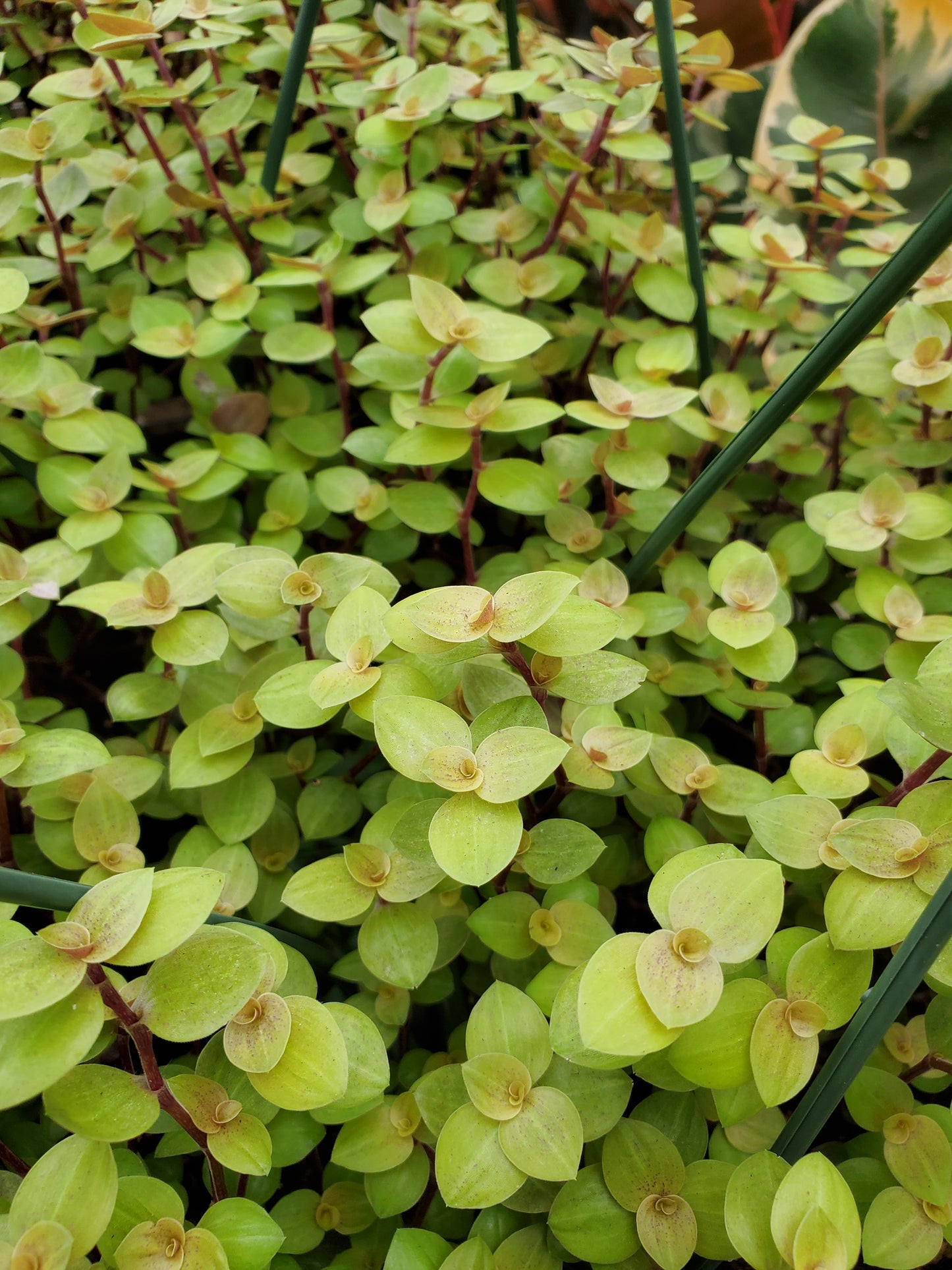 Callisia repens --Gold Turtle Vine--