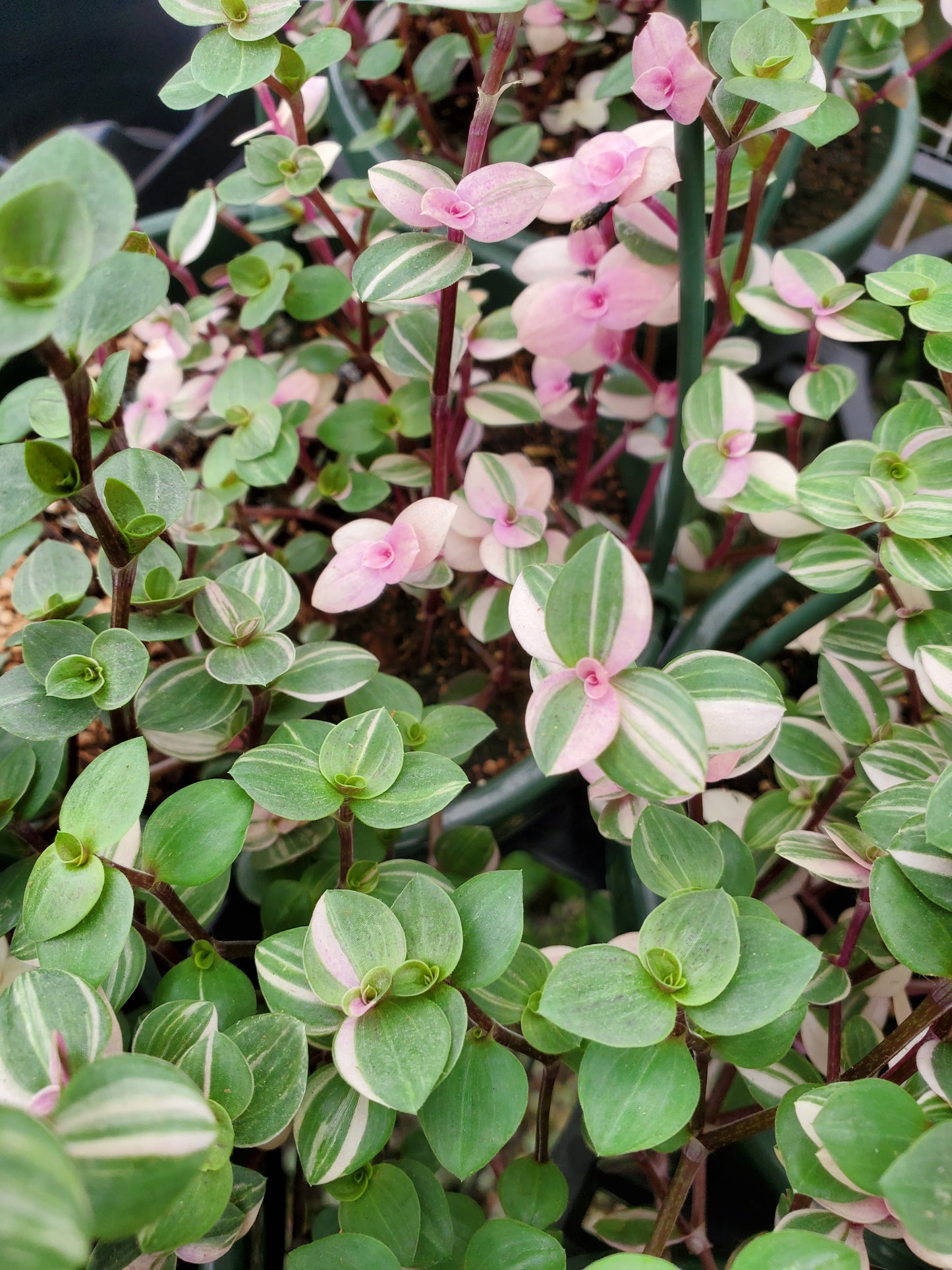 Callisia repens --Bianca Turtle Vine--
