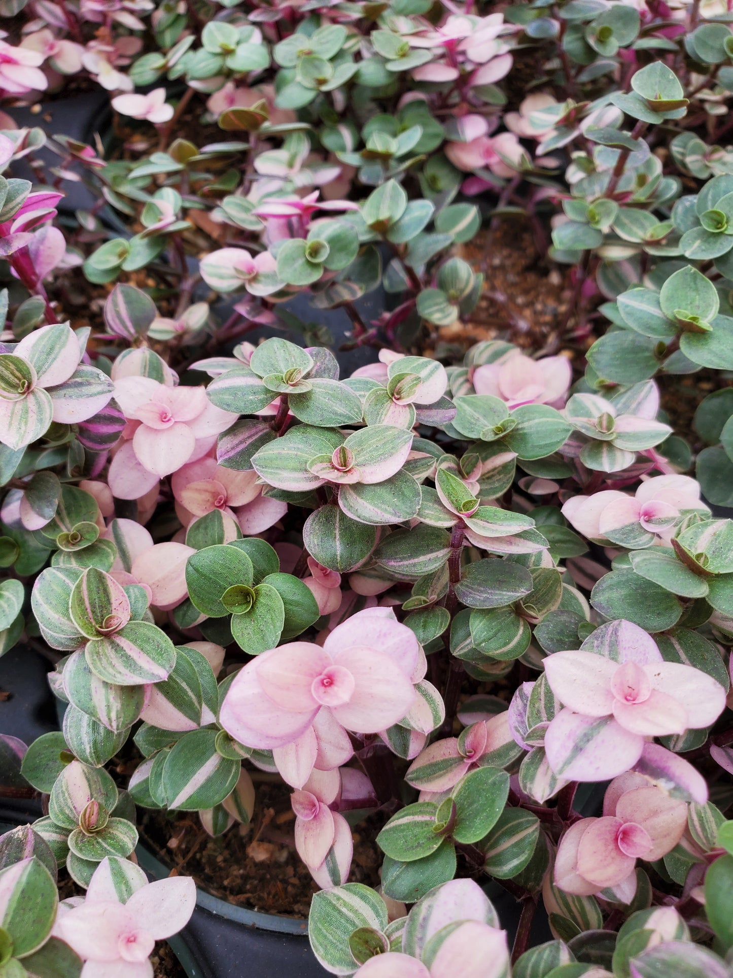 Callisia repens --Pink Lady Turtle Vine--