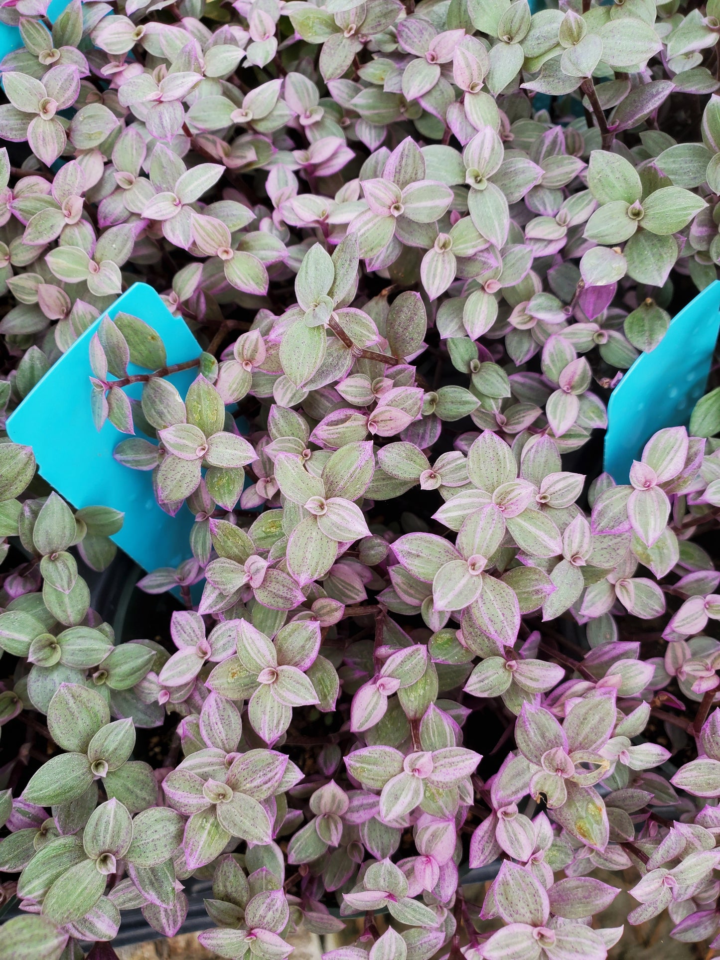 Callisia repens --Pink Panther Turtle Vine--