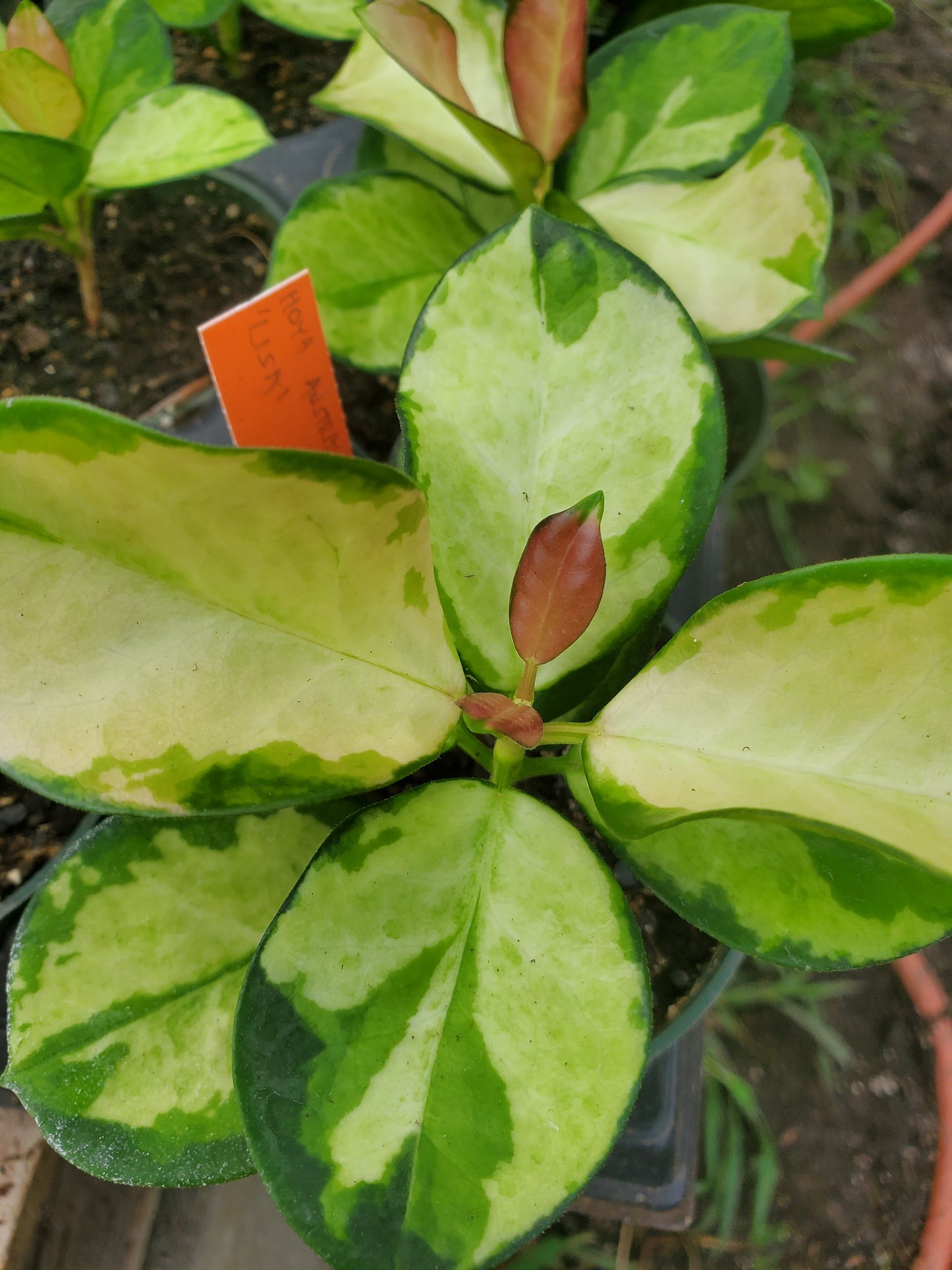 Hoya australis 'Lisa' --Variegated Australis Hoya--
