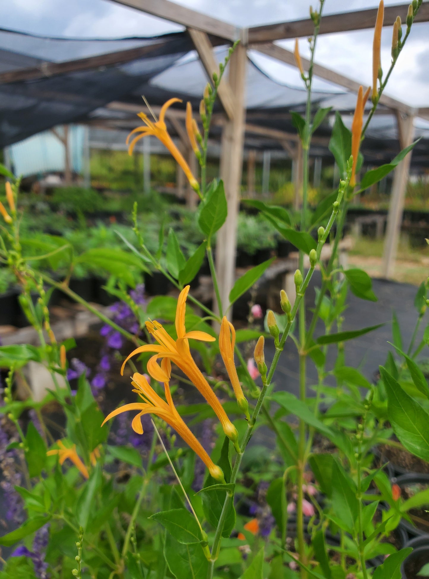 Anisacanthus quadrifidus var. wrightii --Texas Orange Acanthus--